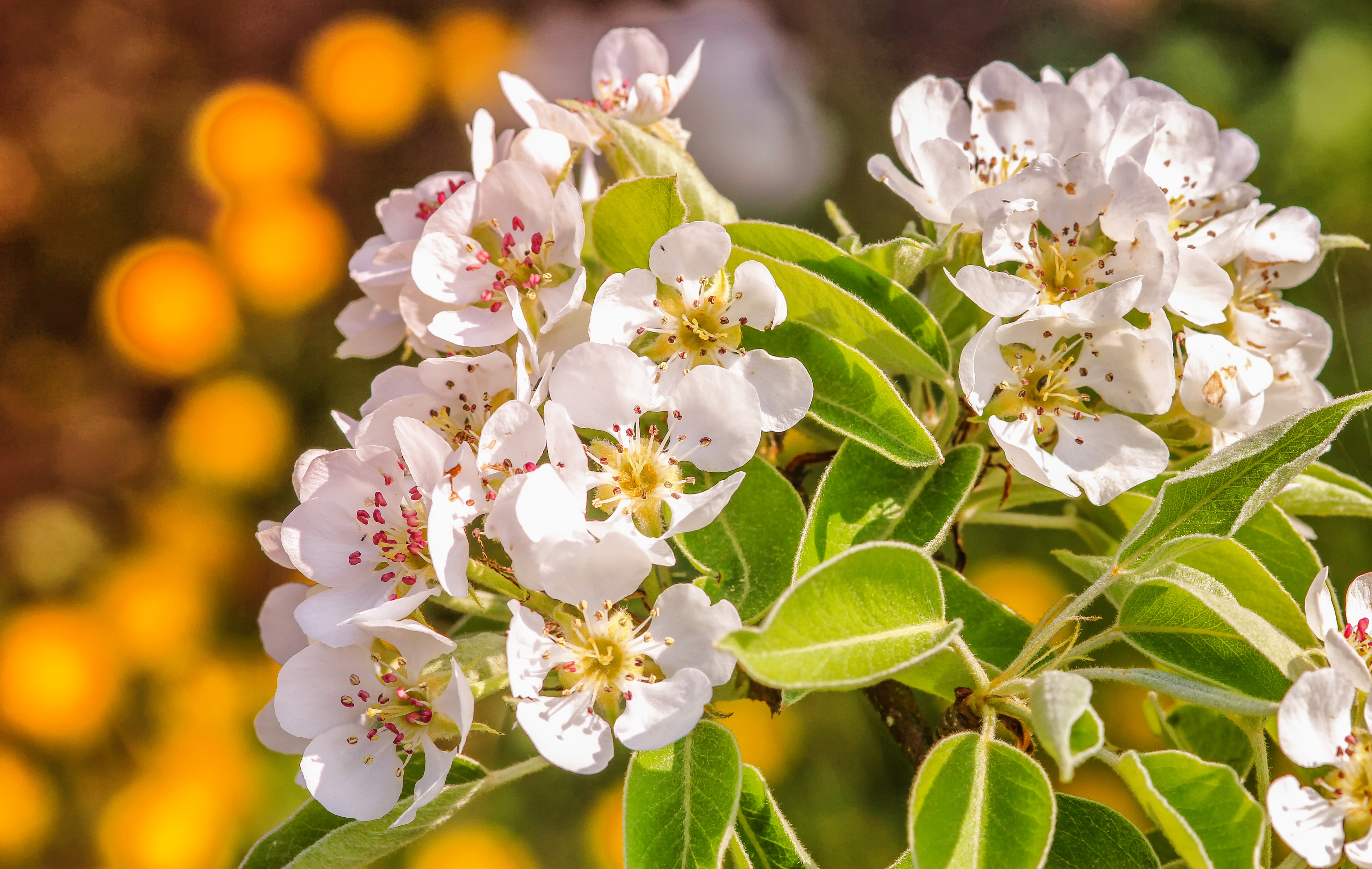 Photo free pear, flowering branch, flowering