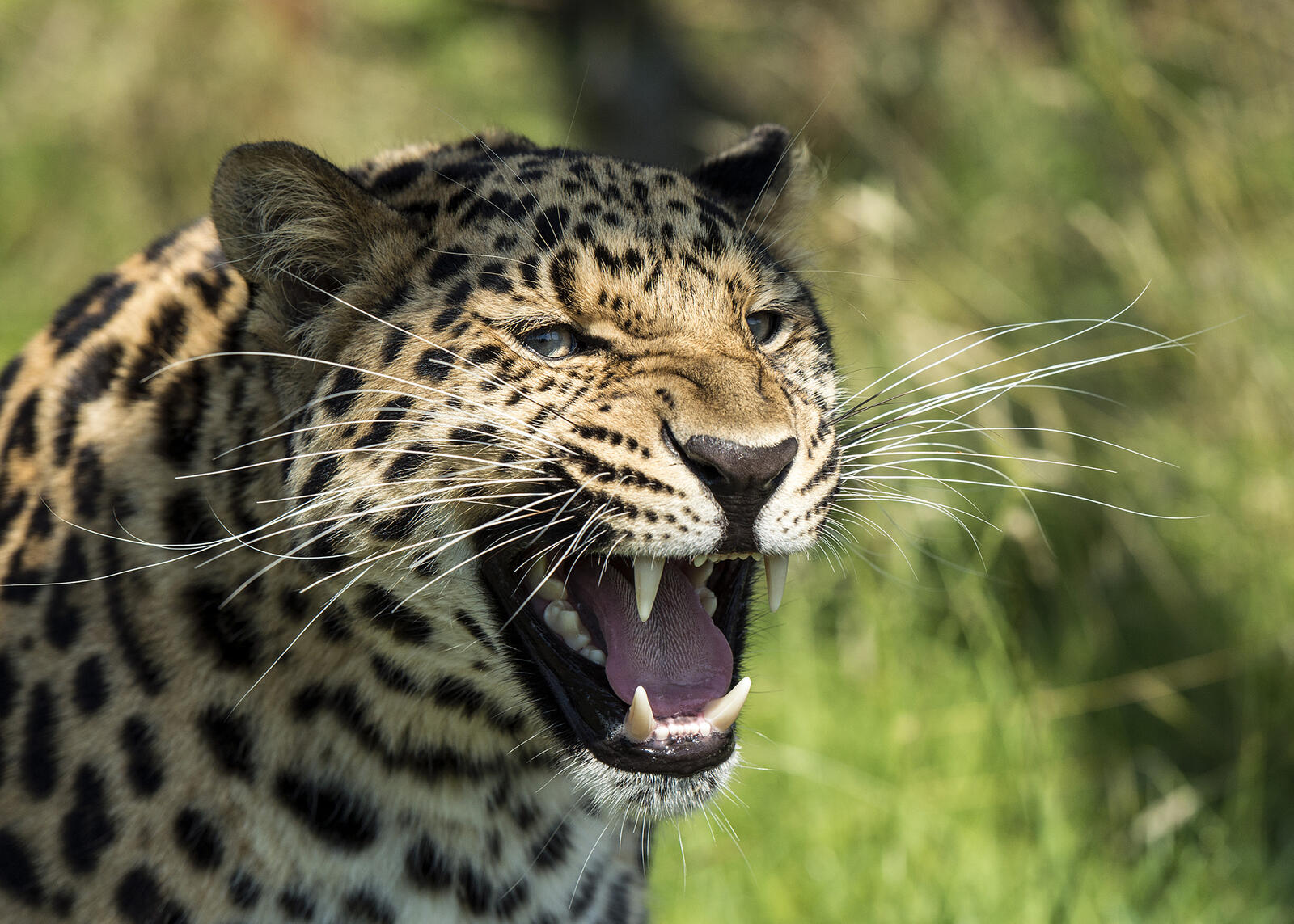 Wallpapers predator leopard grin big cat aggression on the desktop