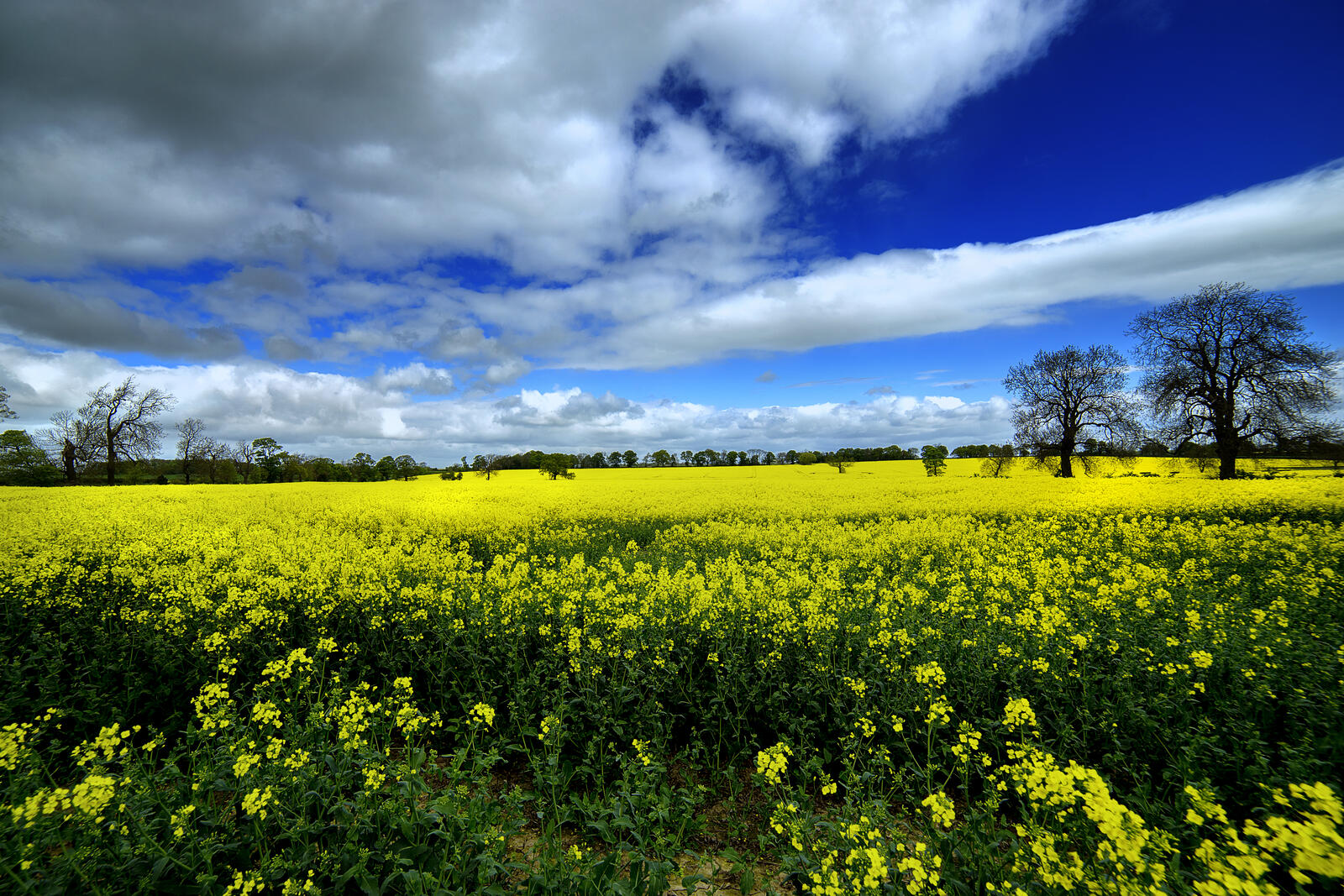 Free photo A field of yellow flowers