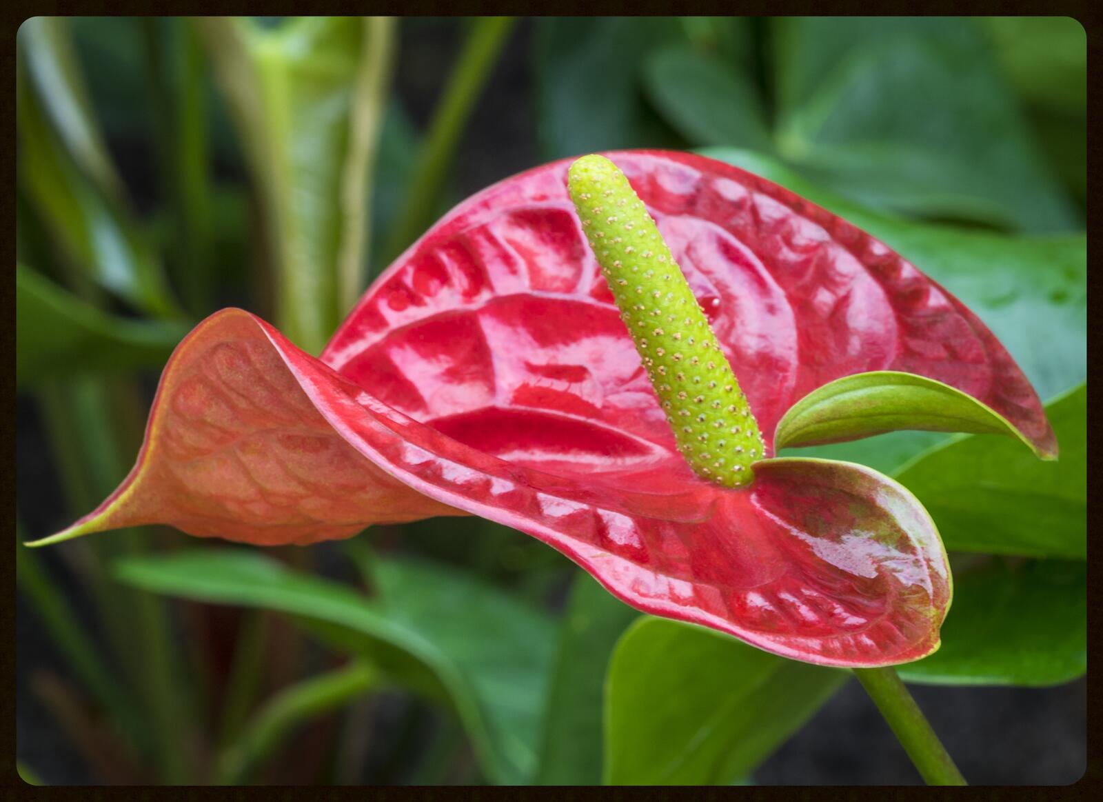 Wallpapers Anthurium Painted Tongue potted plant on the desktop