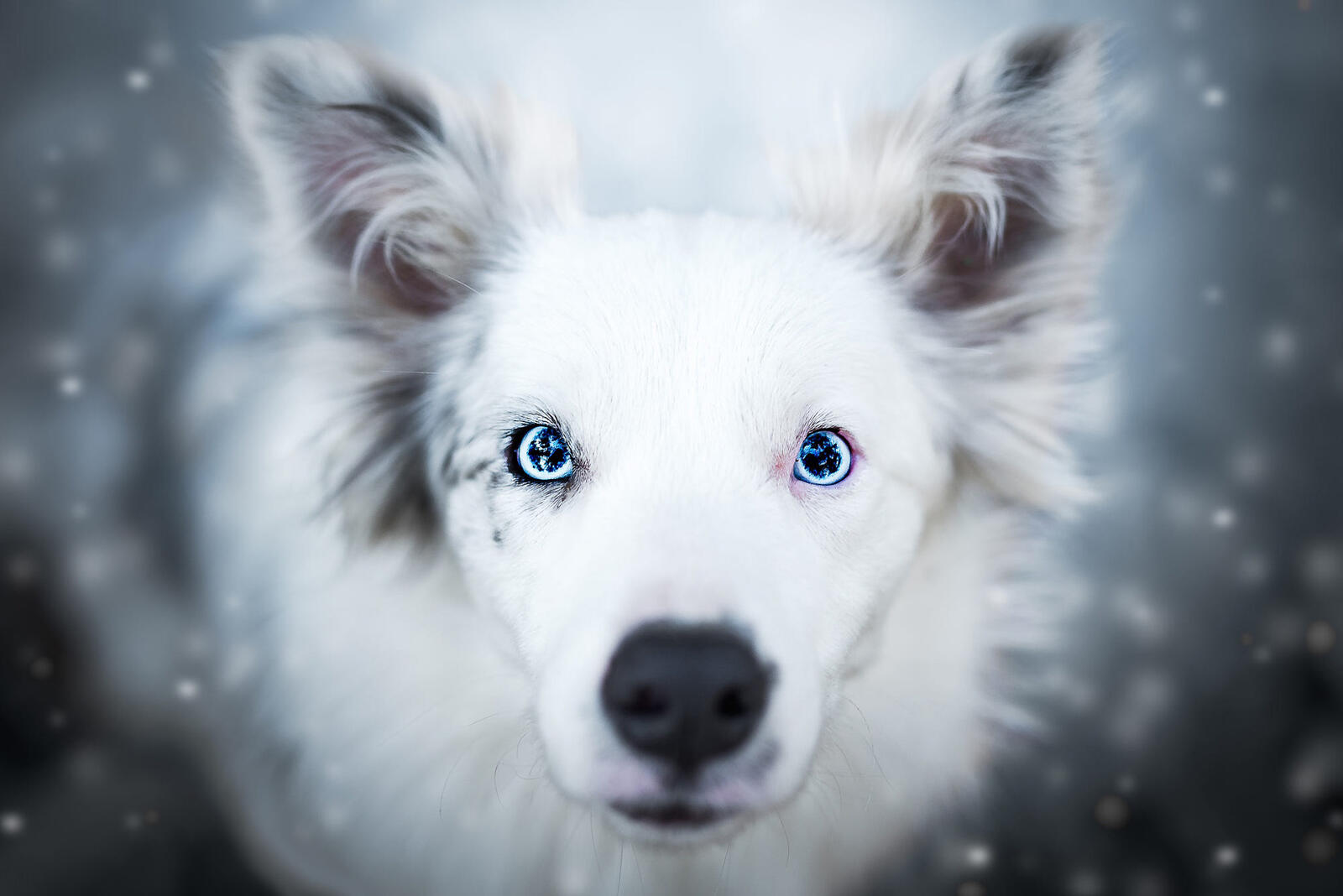Бесплатное фото Зимняя аусси