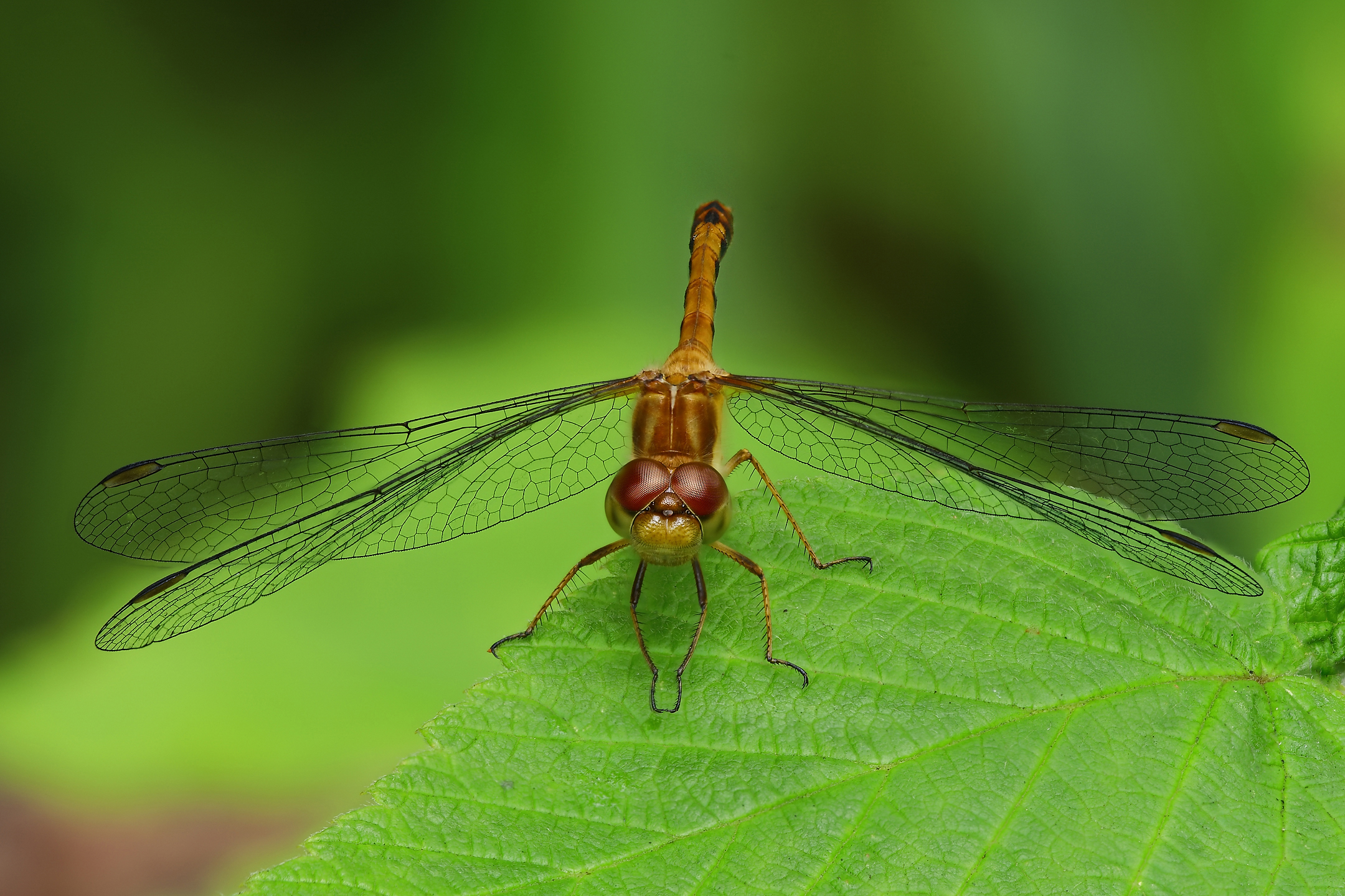 Фото бесплатно dragonfly, grass, macro