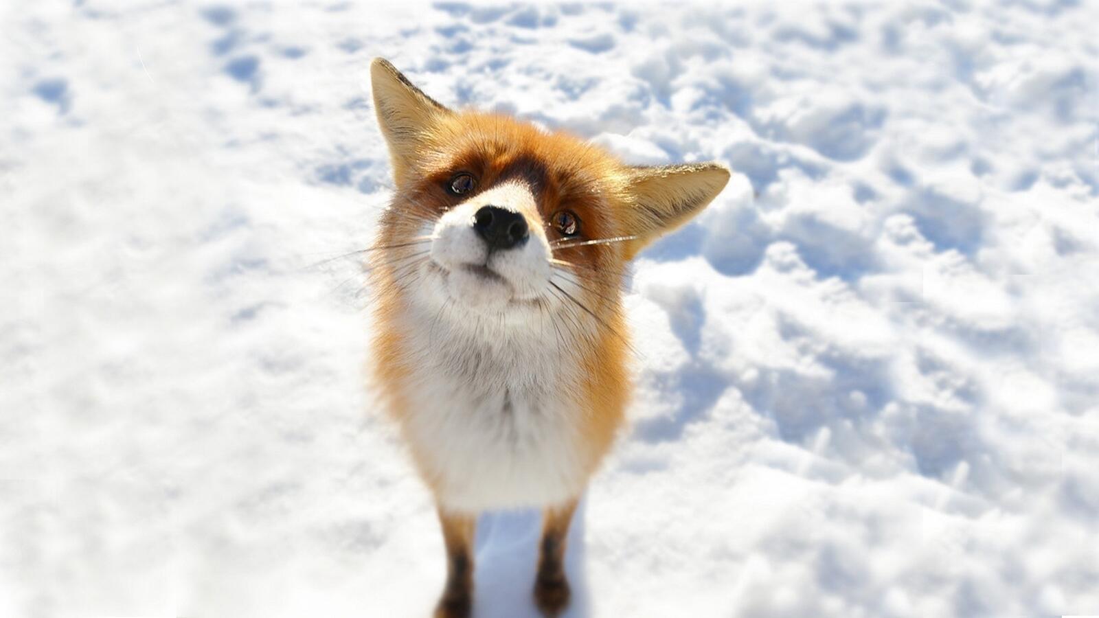 Wallpapers animals snow fox on the desktop