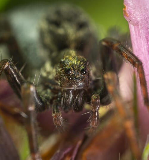 A close-up of a little spider`s eyes.