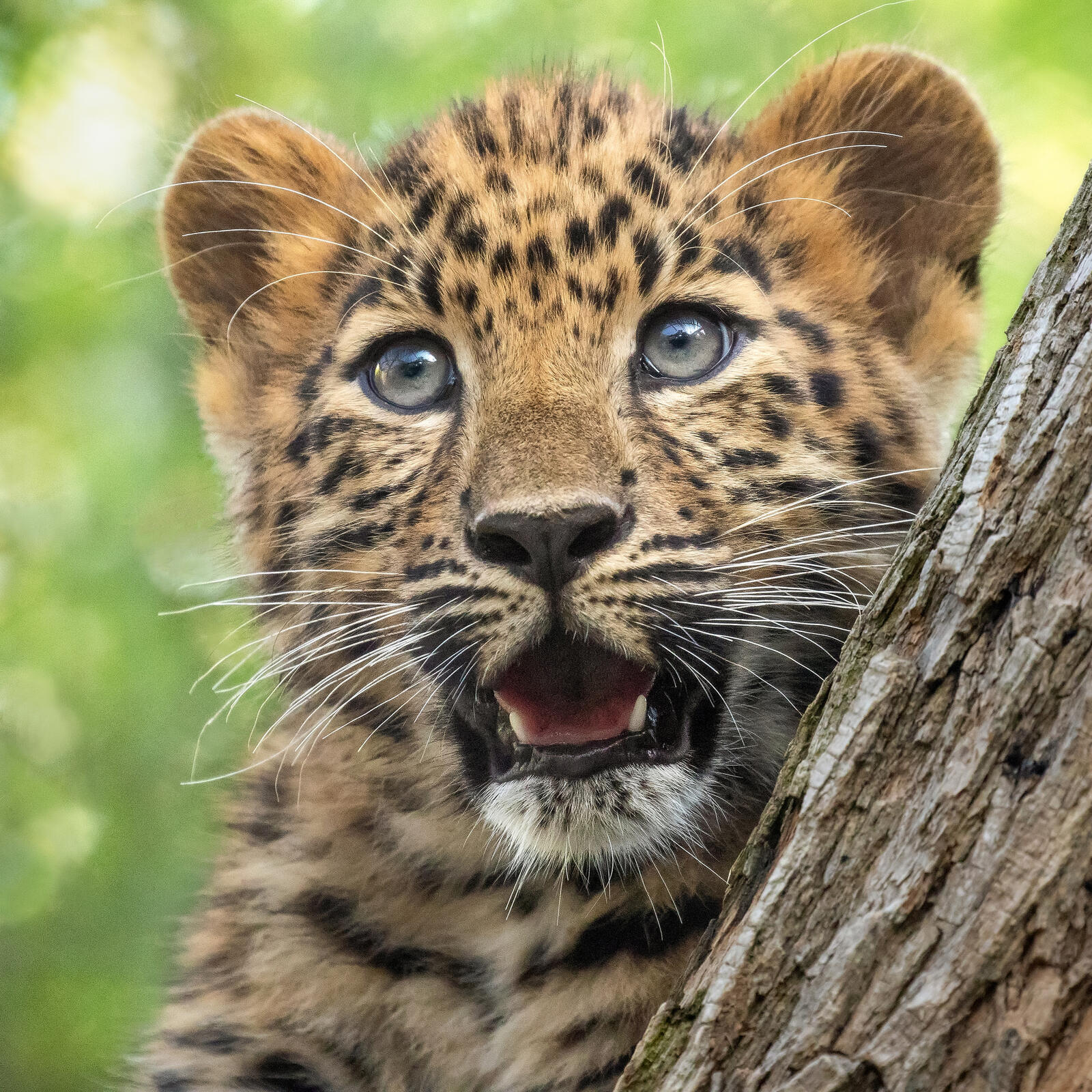 Бесплатное фото Удивленный леопард