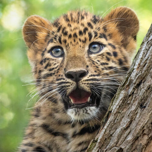 Surprised leopard
