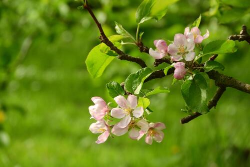 Яблони в саду · бесплатное фото