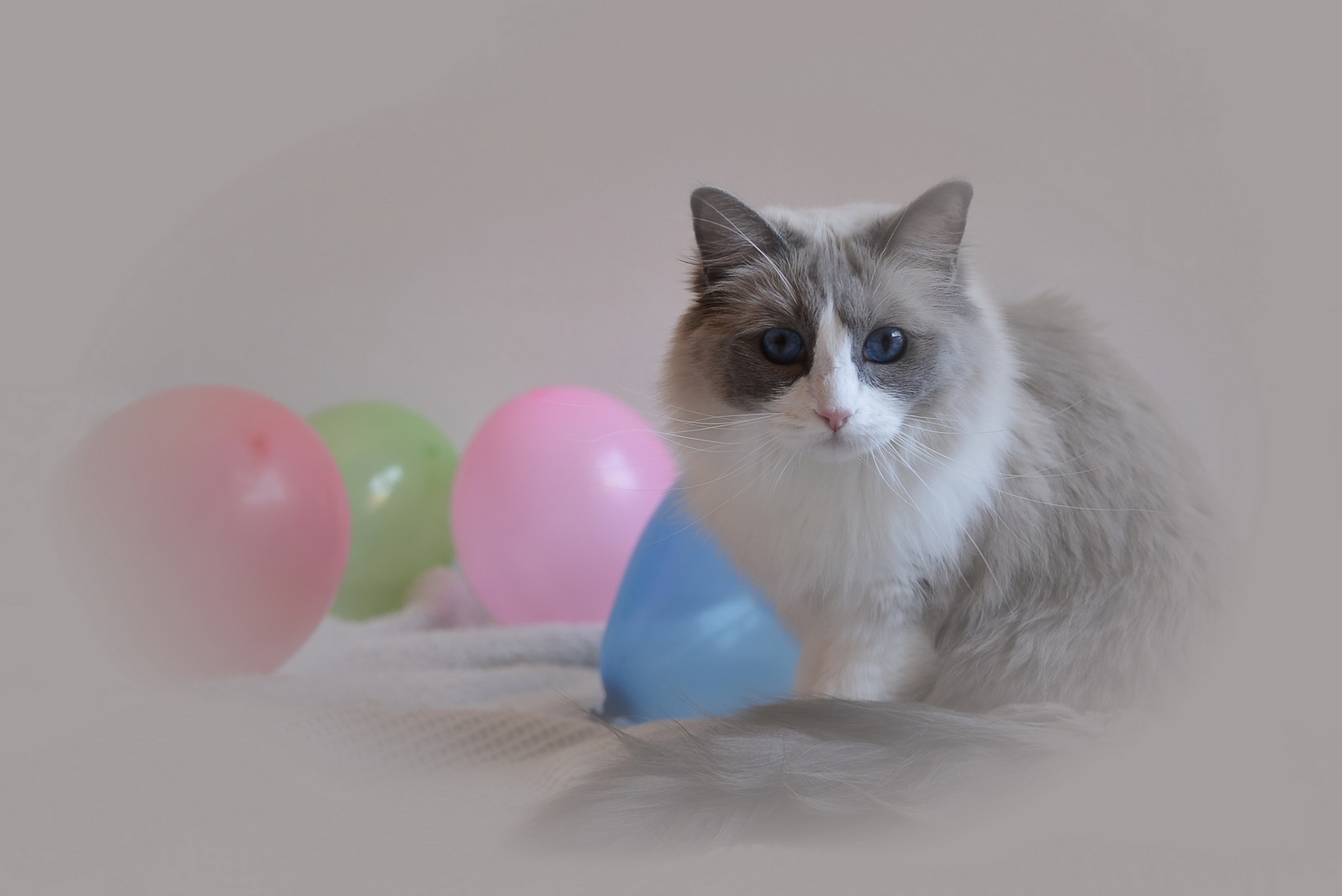 Wallpapers cats fluffy balloons on the desktop