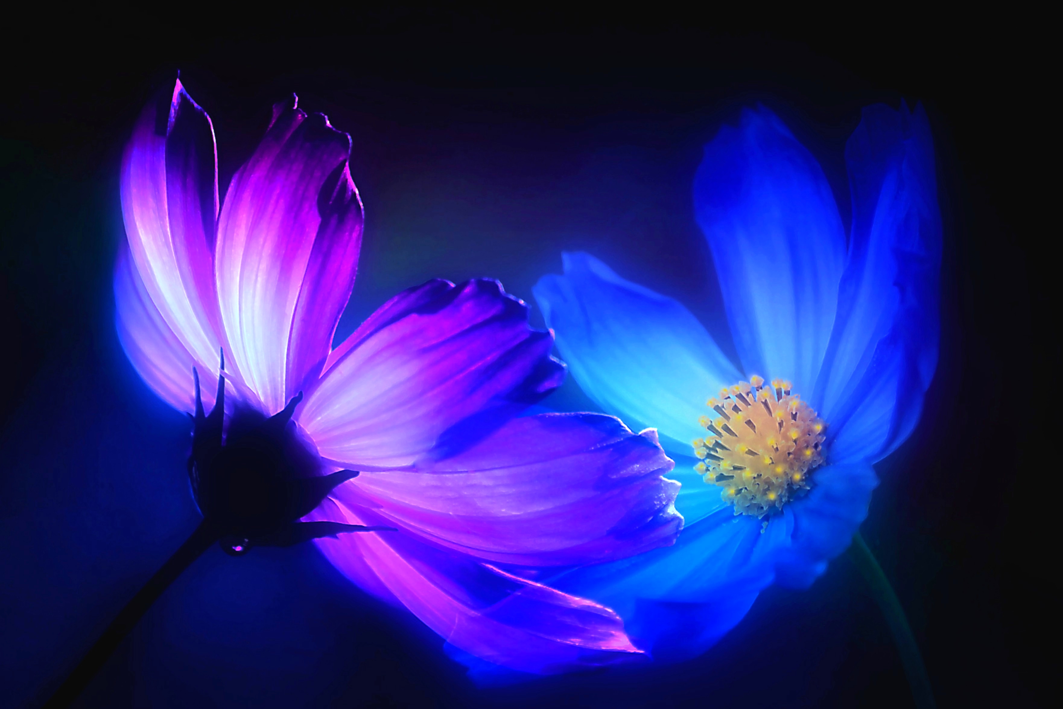 Фото бесплатно Космея, Космос, цветок