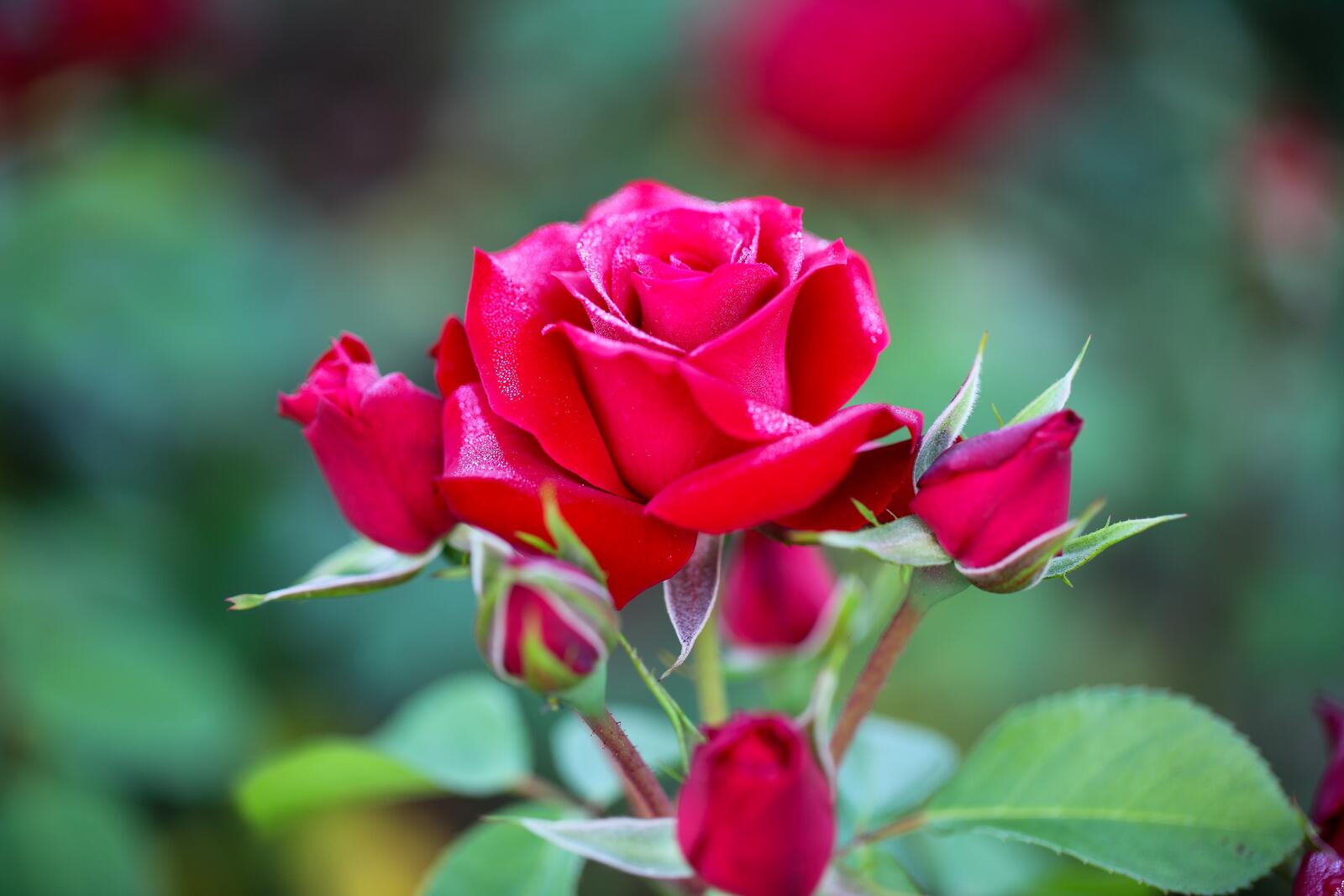Обои роза цветок розы ветка на рабочий стол