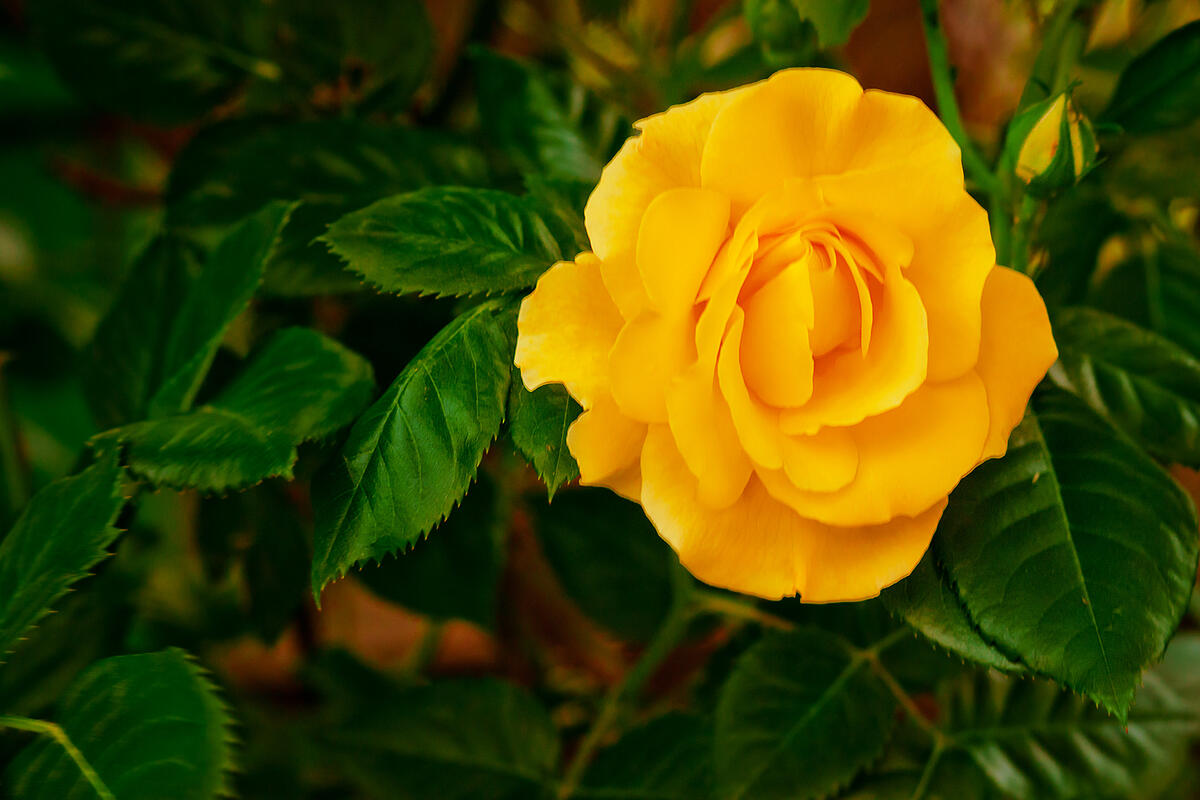 Yellow rosebud