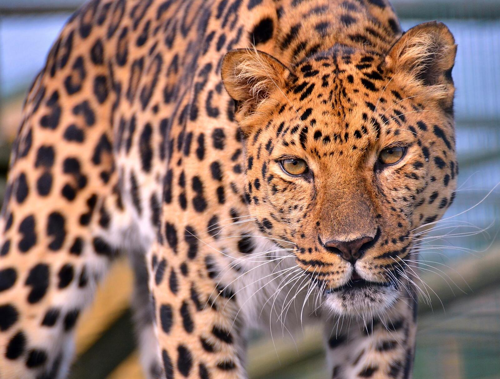 Бесплатное фото Пугающий леопард