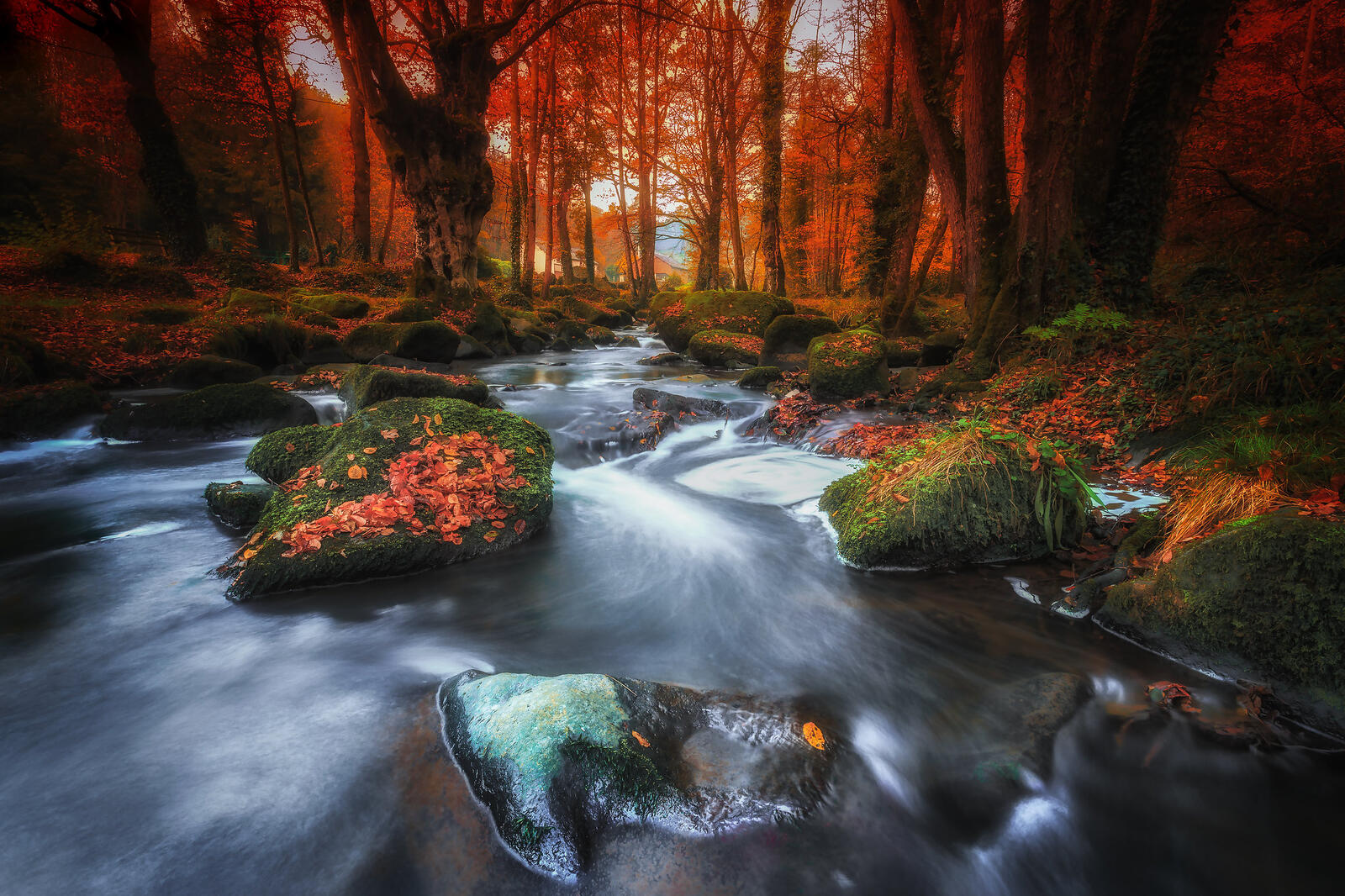 Wallpapers forest autumn leaves river on the desktop