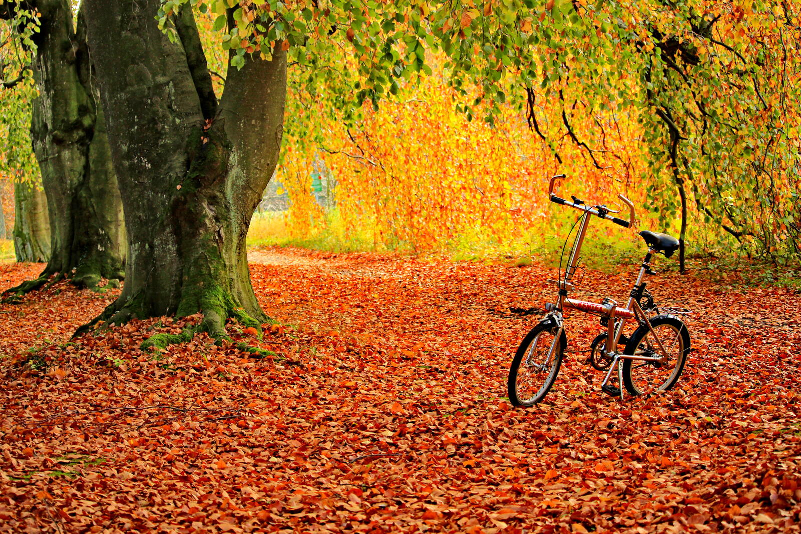 Wallpapers autumn colors autumn leaves Bicycle on the desktop