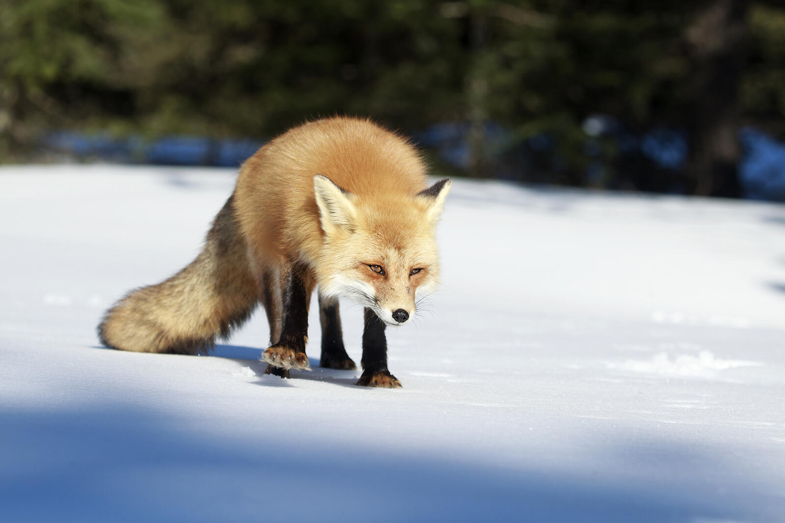Wallpapers Ontario fox red fox on the desktop