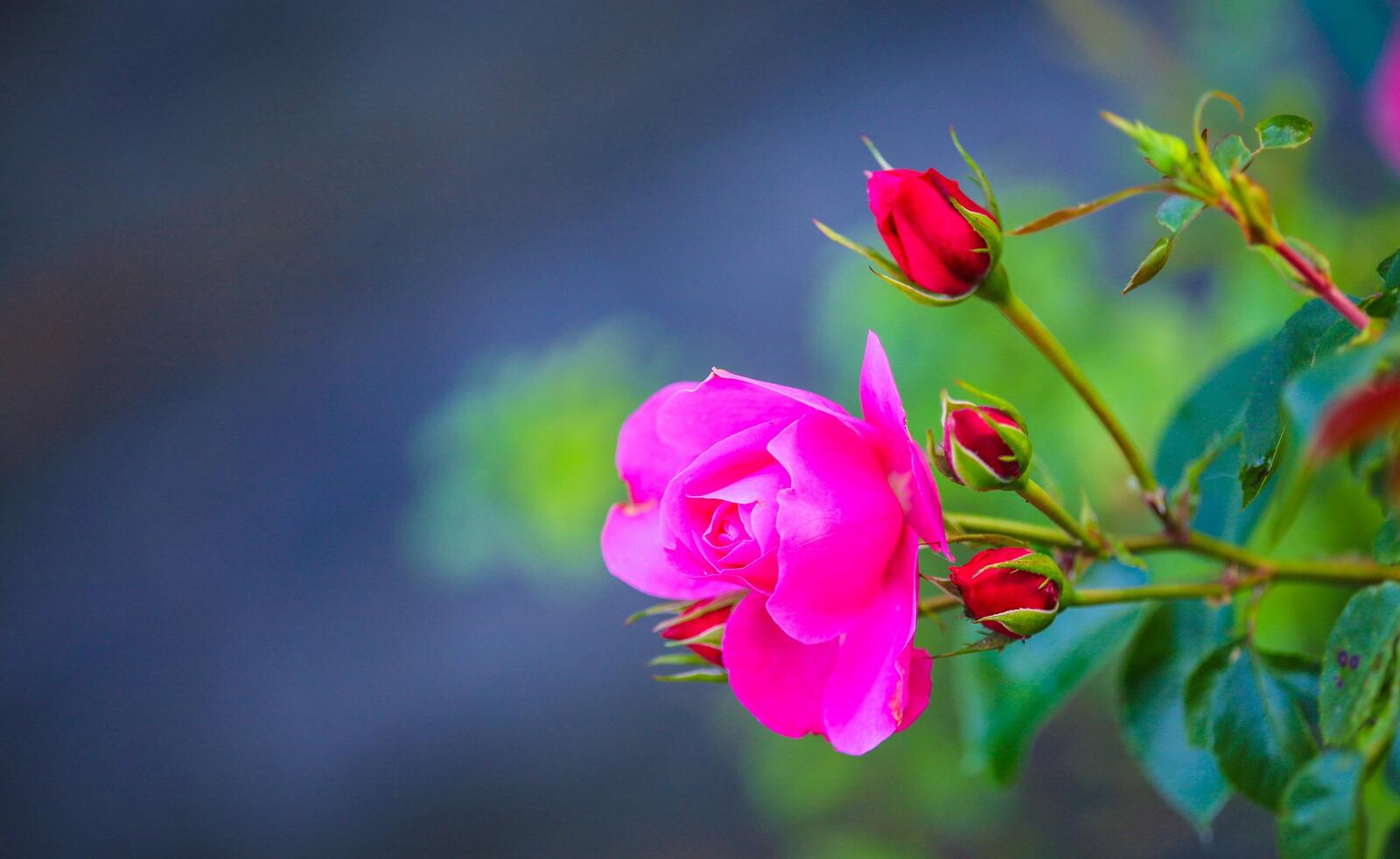 Бесплатное фото Яркий цветок розы