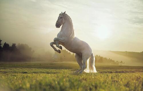 Белый конь на поле