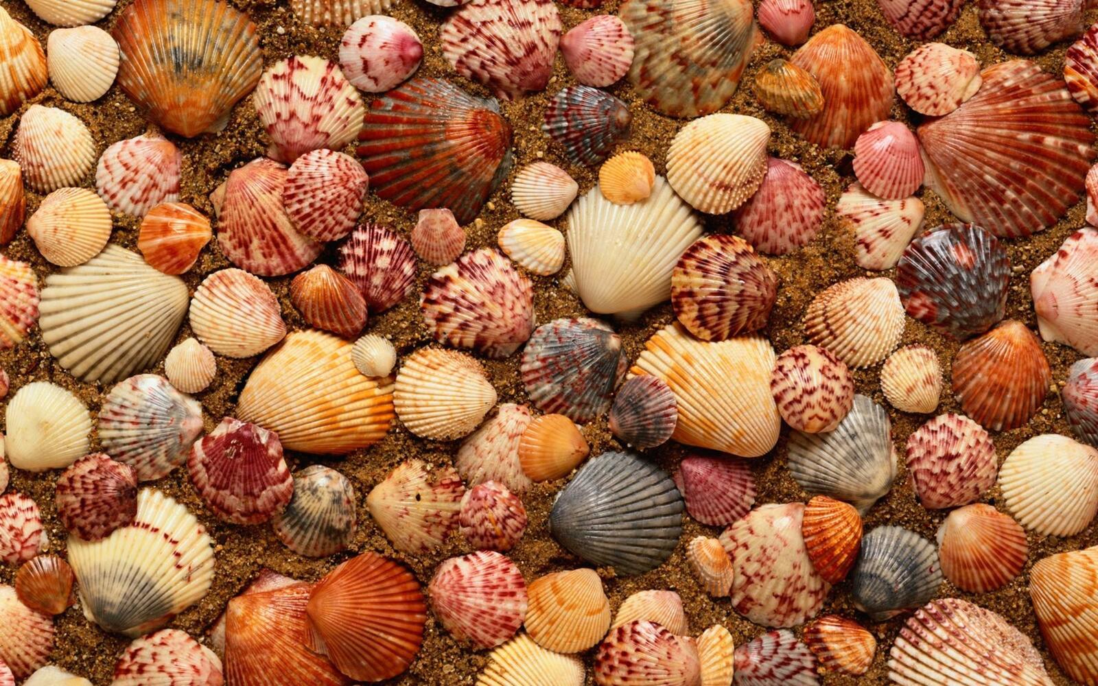 Wallpapers seashells sea shells sand on the desktop