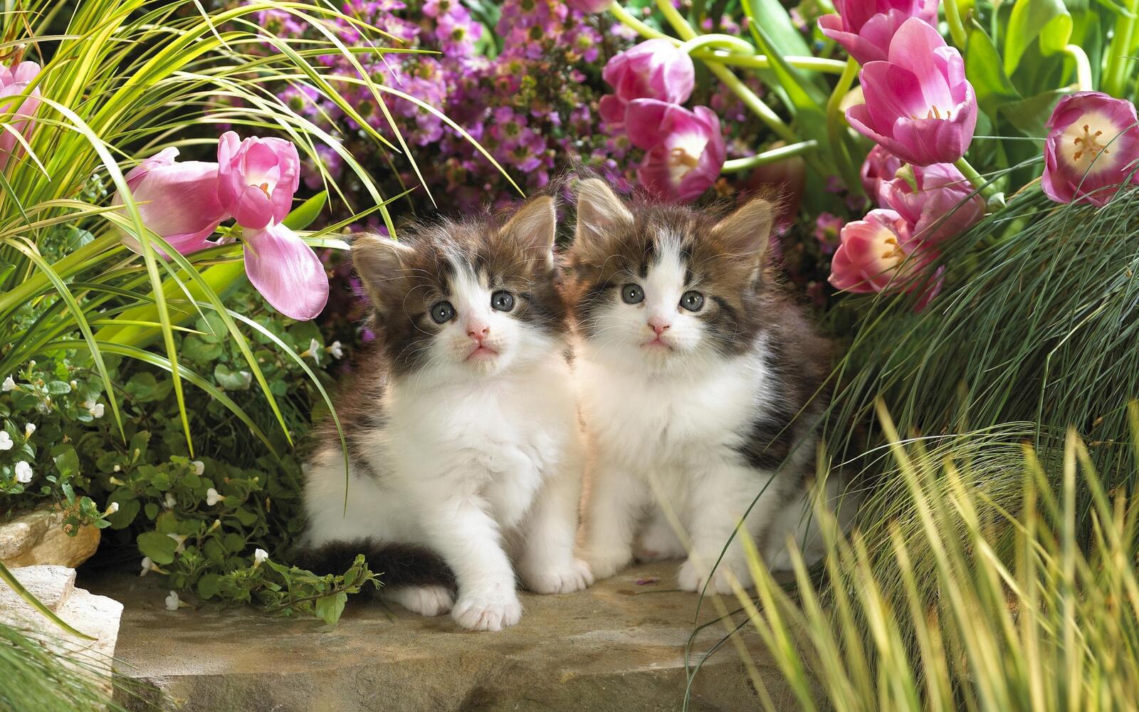 Wallpapers kittens sweet twins on the desktop