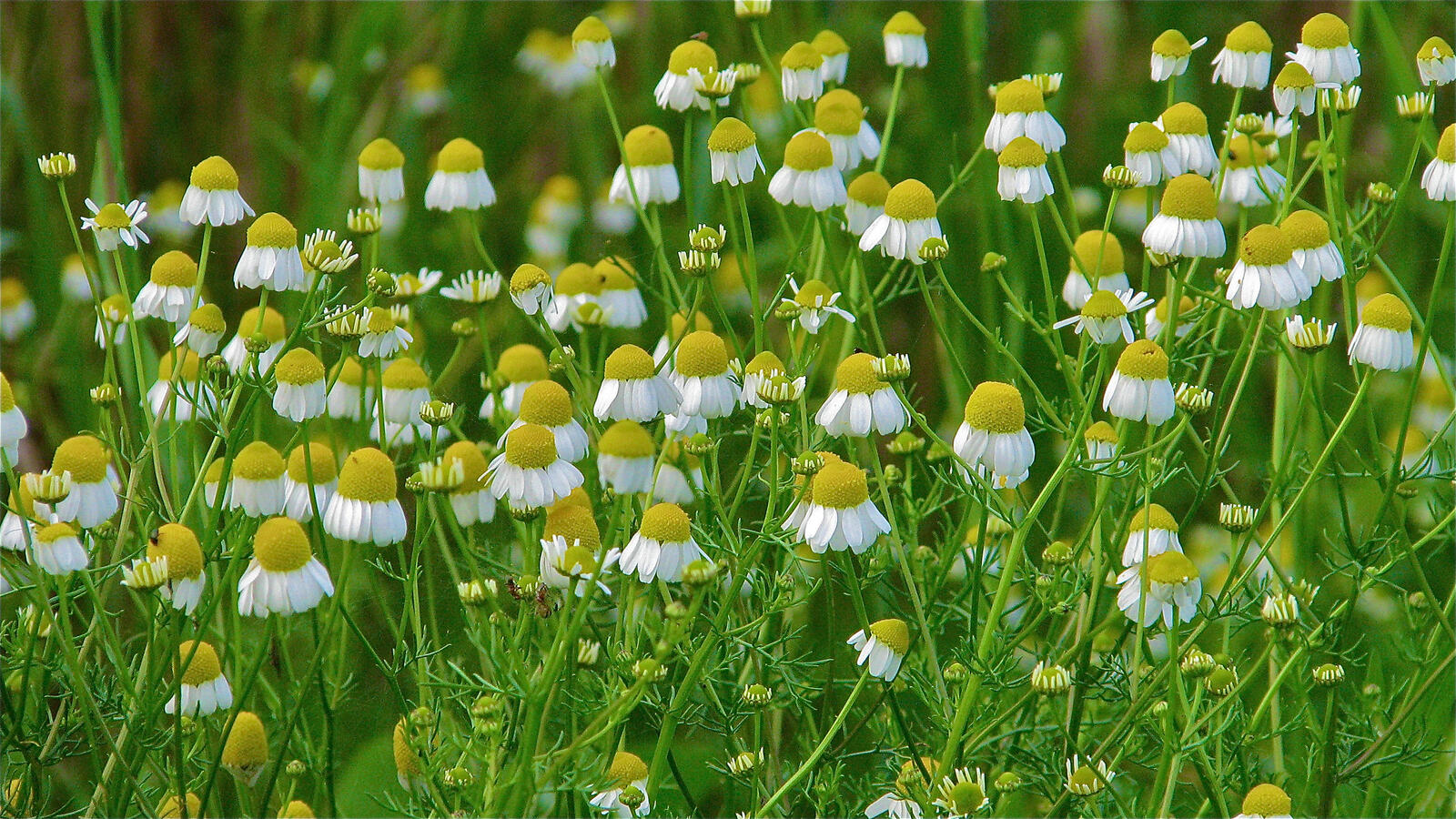 Wallpapers field nature daisies on the desktop