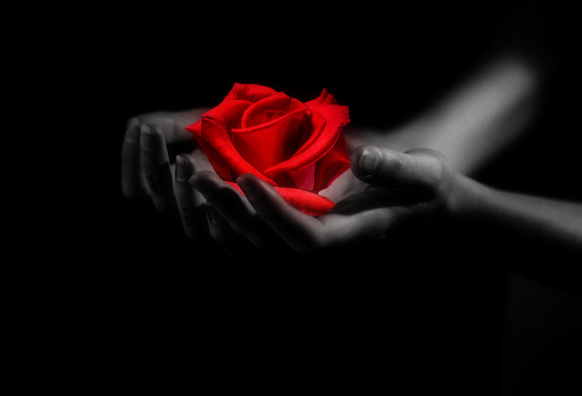 Фото бесплатно роза на руках, руки, роза