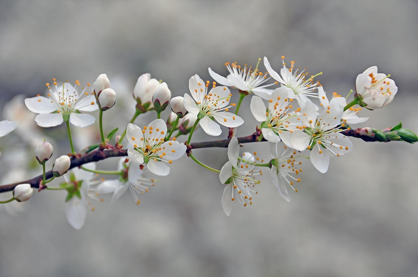 Free photo Blooming branch of cherry