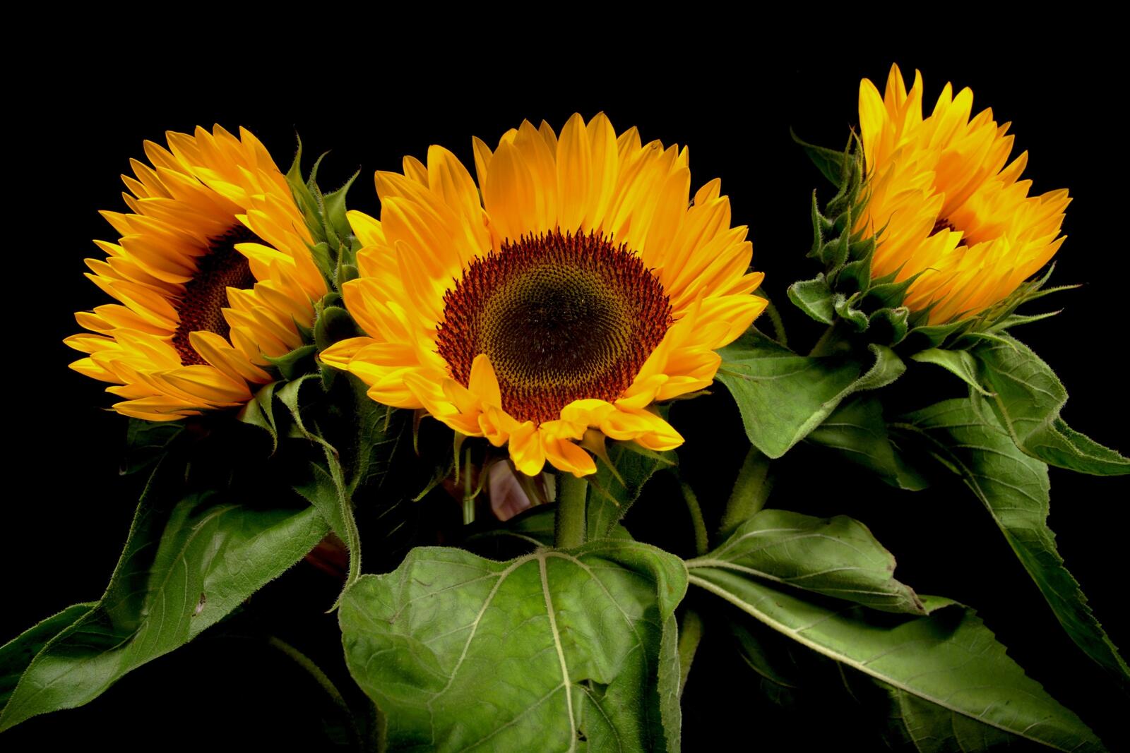 Wallpapers sunflower sunflowers black background on the desktop