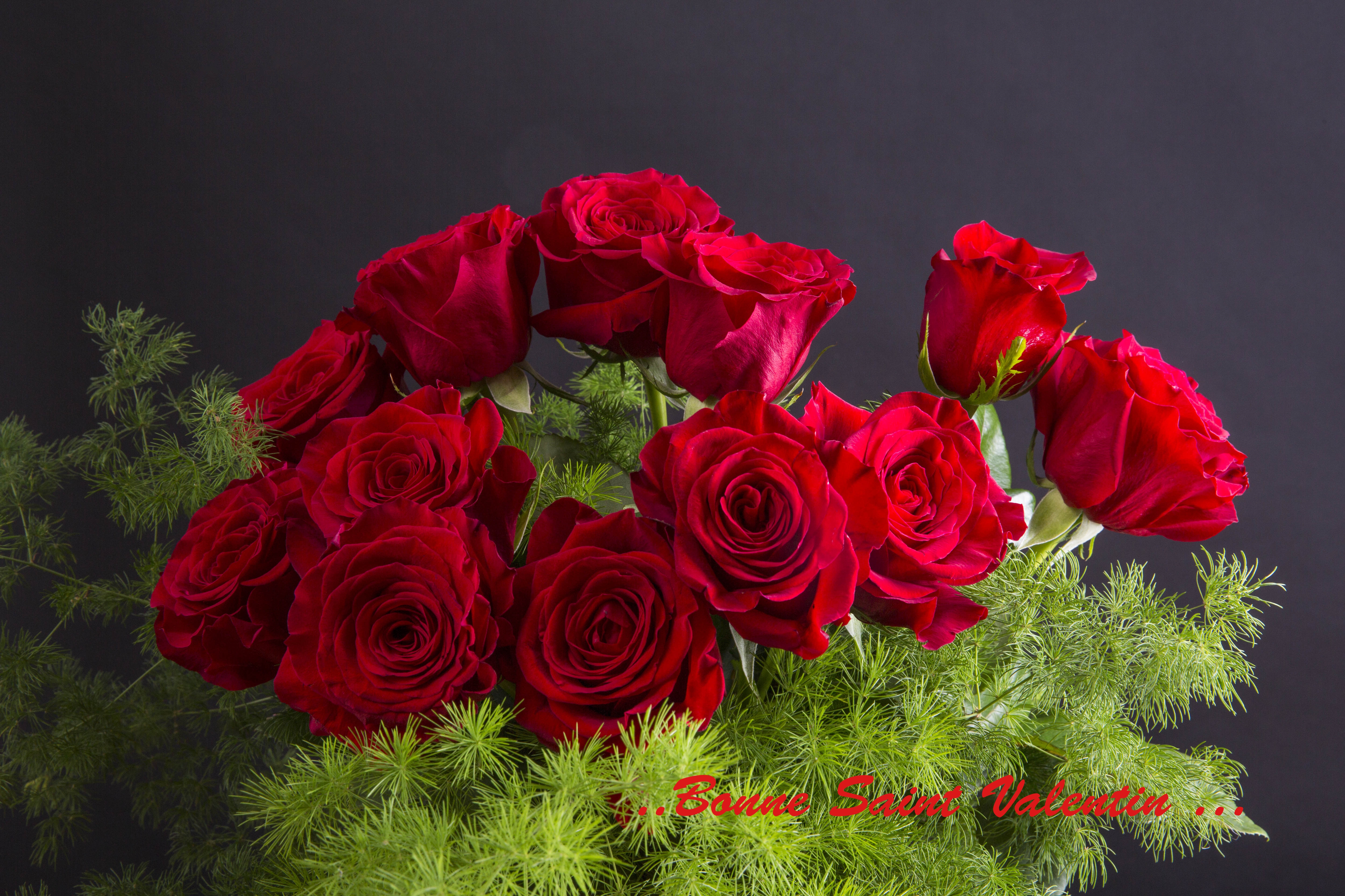 Обои поздравительная открытка розы роза на рабочий стол