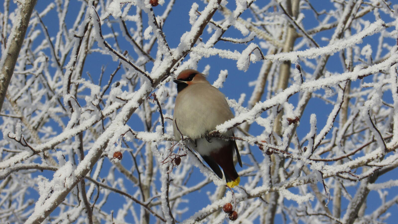 Free photo The Waxwing