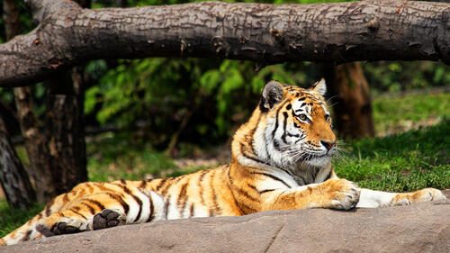 A resting tiger lies on a stone