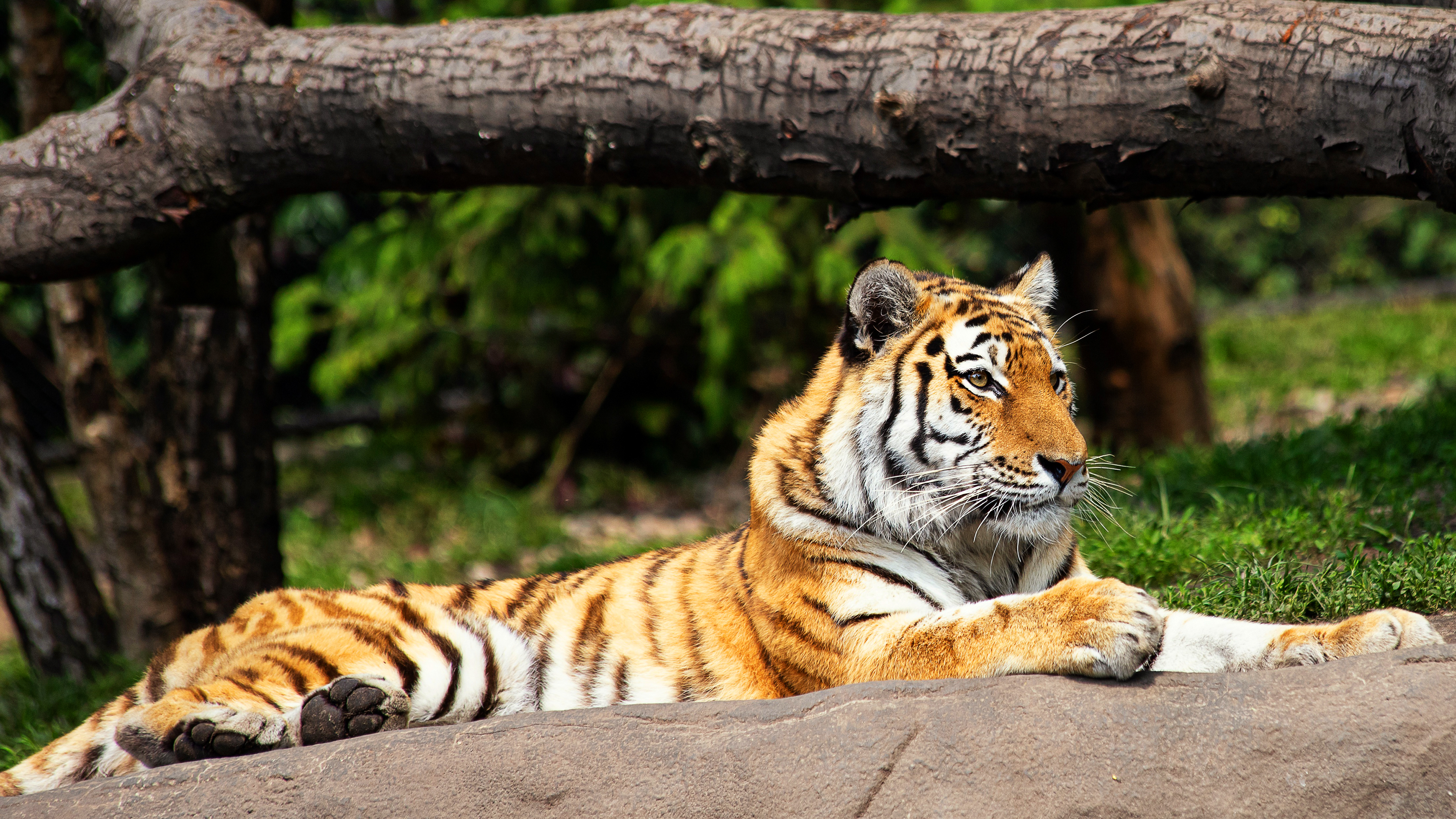 Free photo A resting tiger lies on a stone