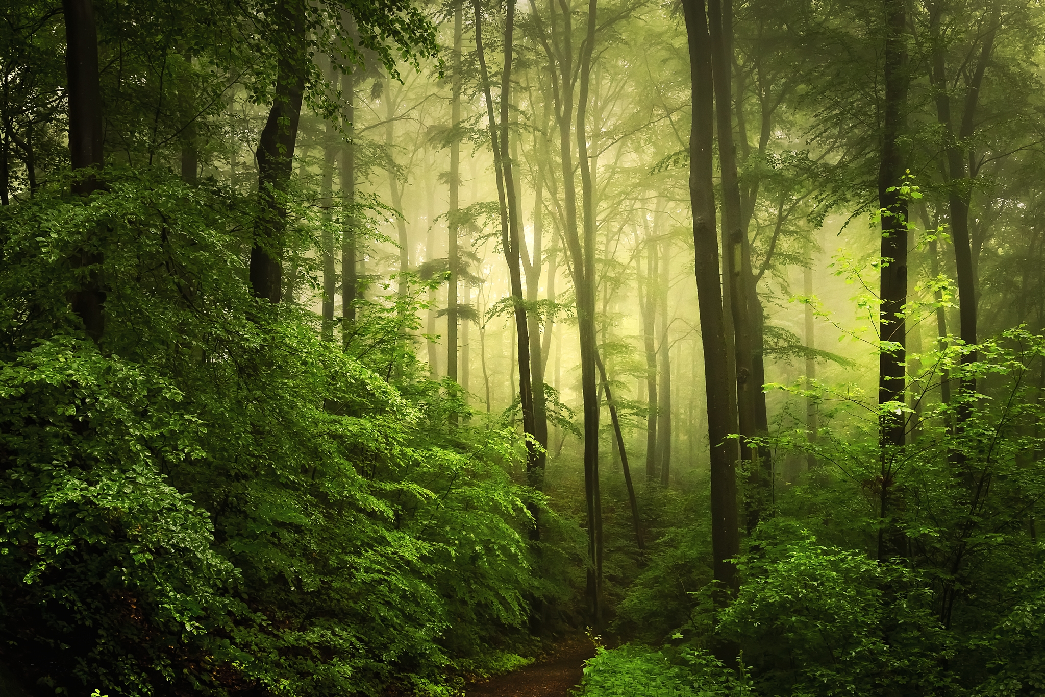 Обои природа деревья туман в лесу на рабочий стол