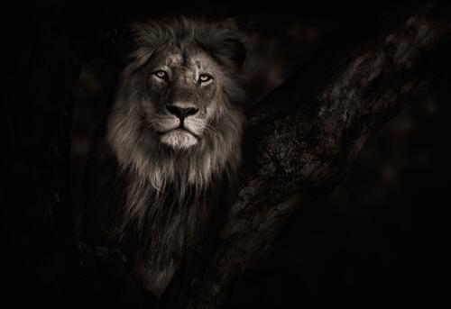 寂静的夜晚中的狮子