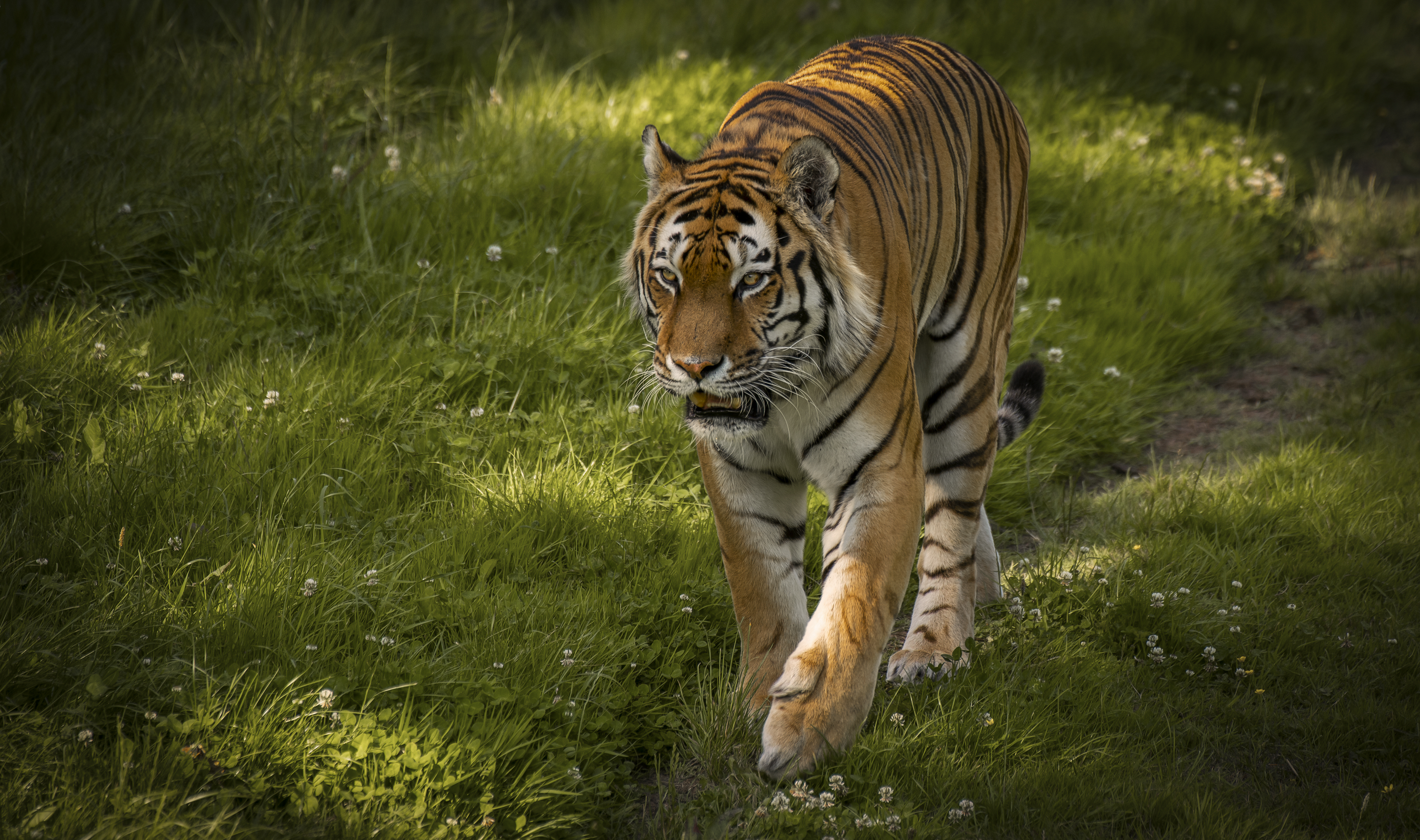 Free photo The most beautiful photos of the Amur tiger, an animal