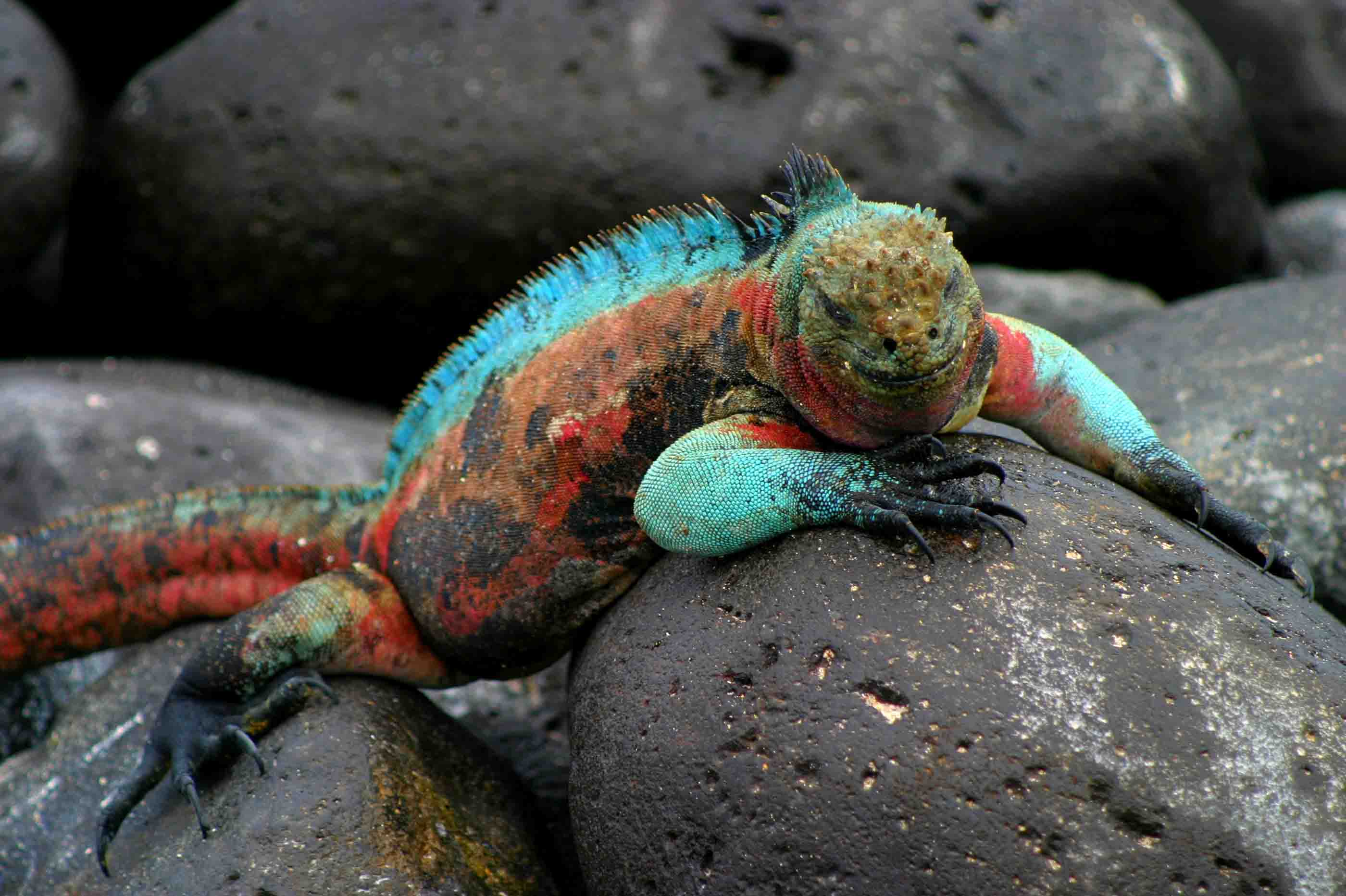 Бесплатное фото Wildlife Ecuador