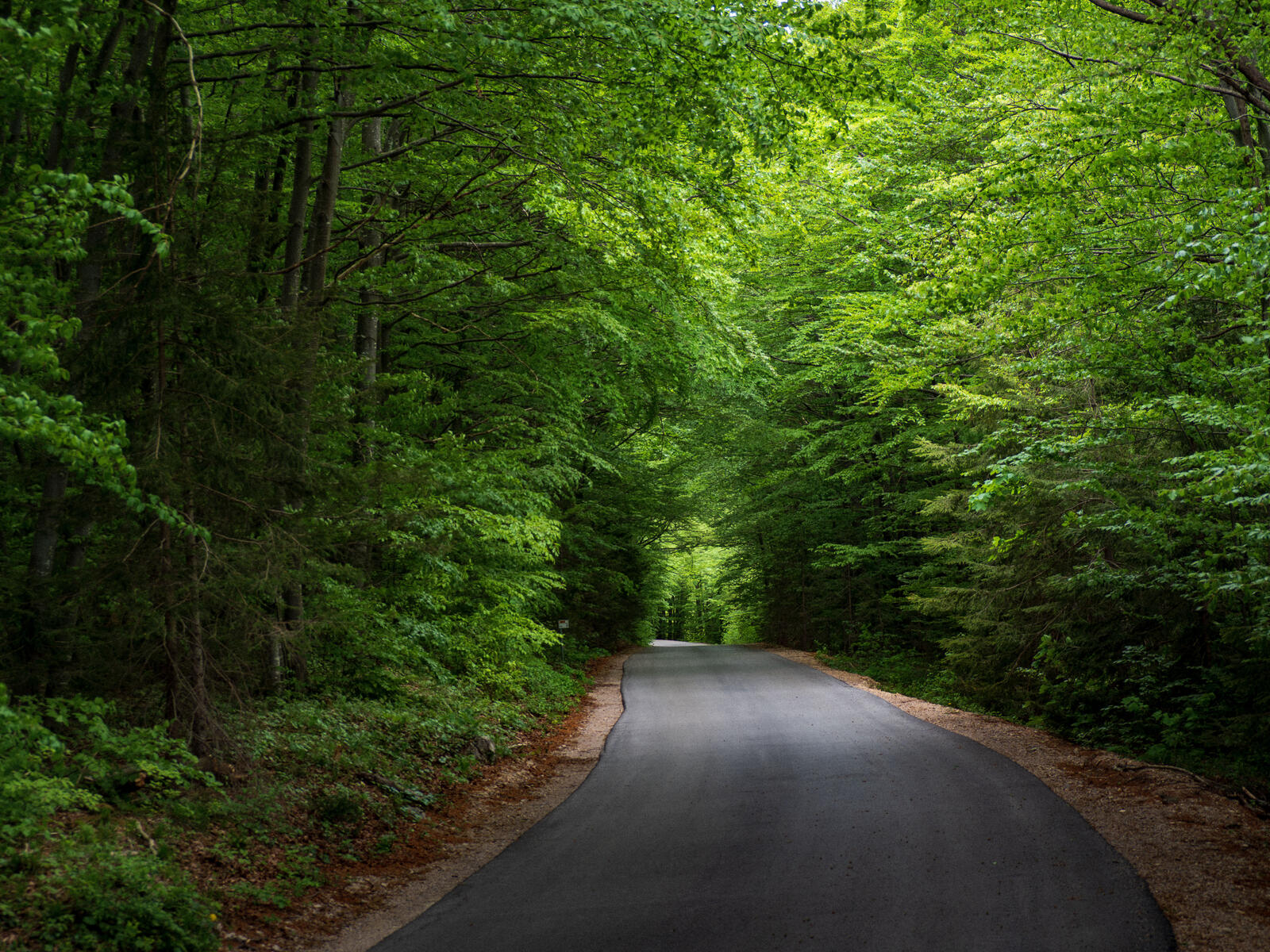Wallpapers forest road trees nature on the desktop