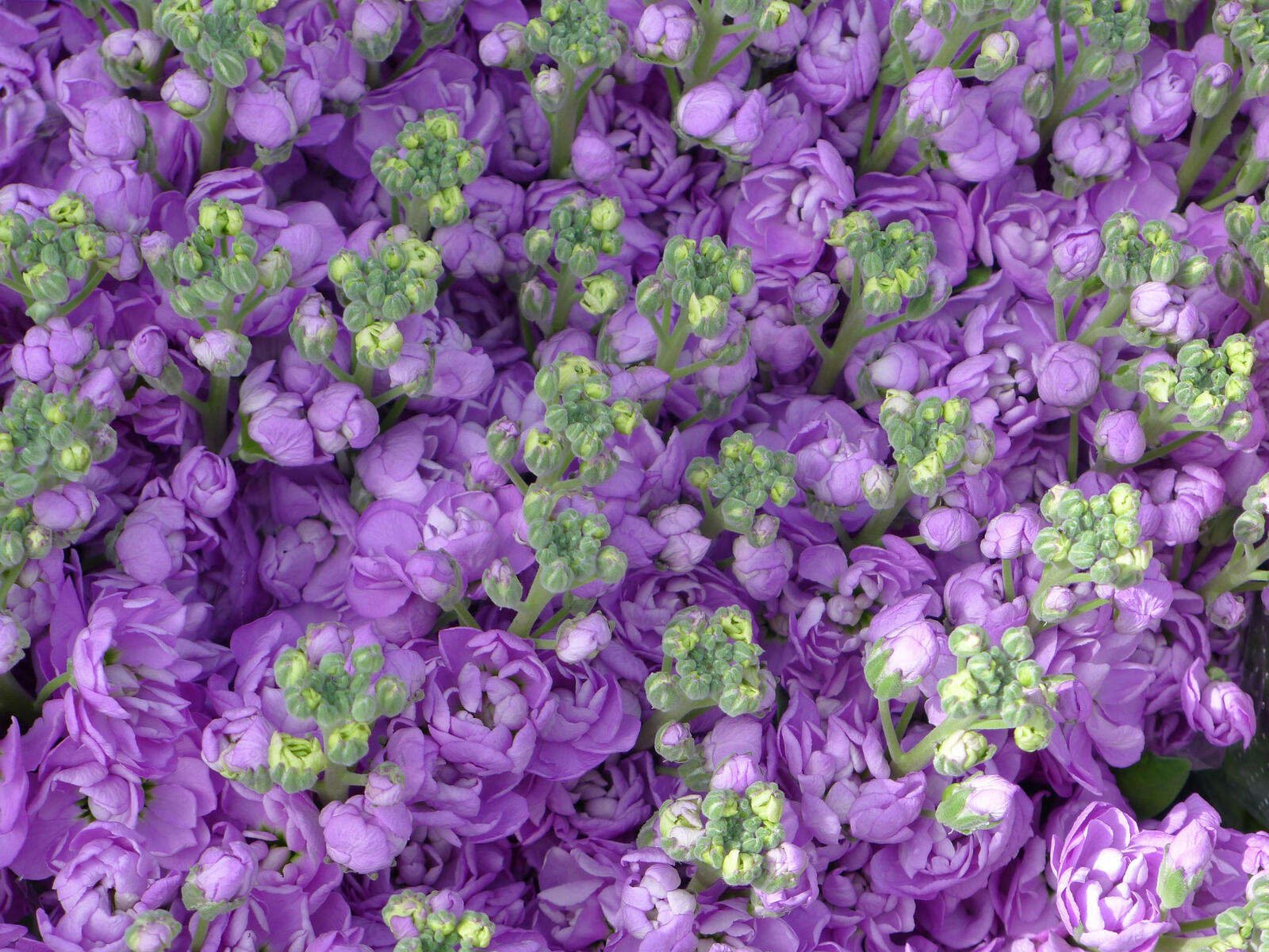 Wallpapers roses flowers purple flowers on the desktop