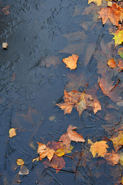 Autumn leaves frozen in a puddle