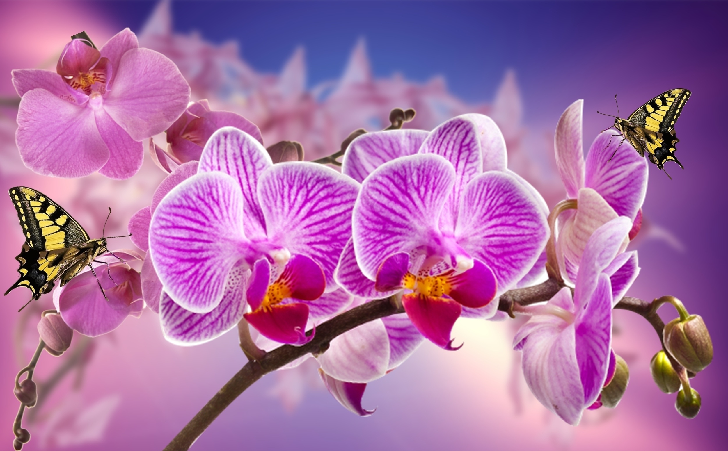Wallpapers branch orchid flora on the desktop