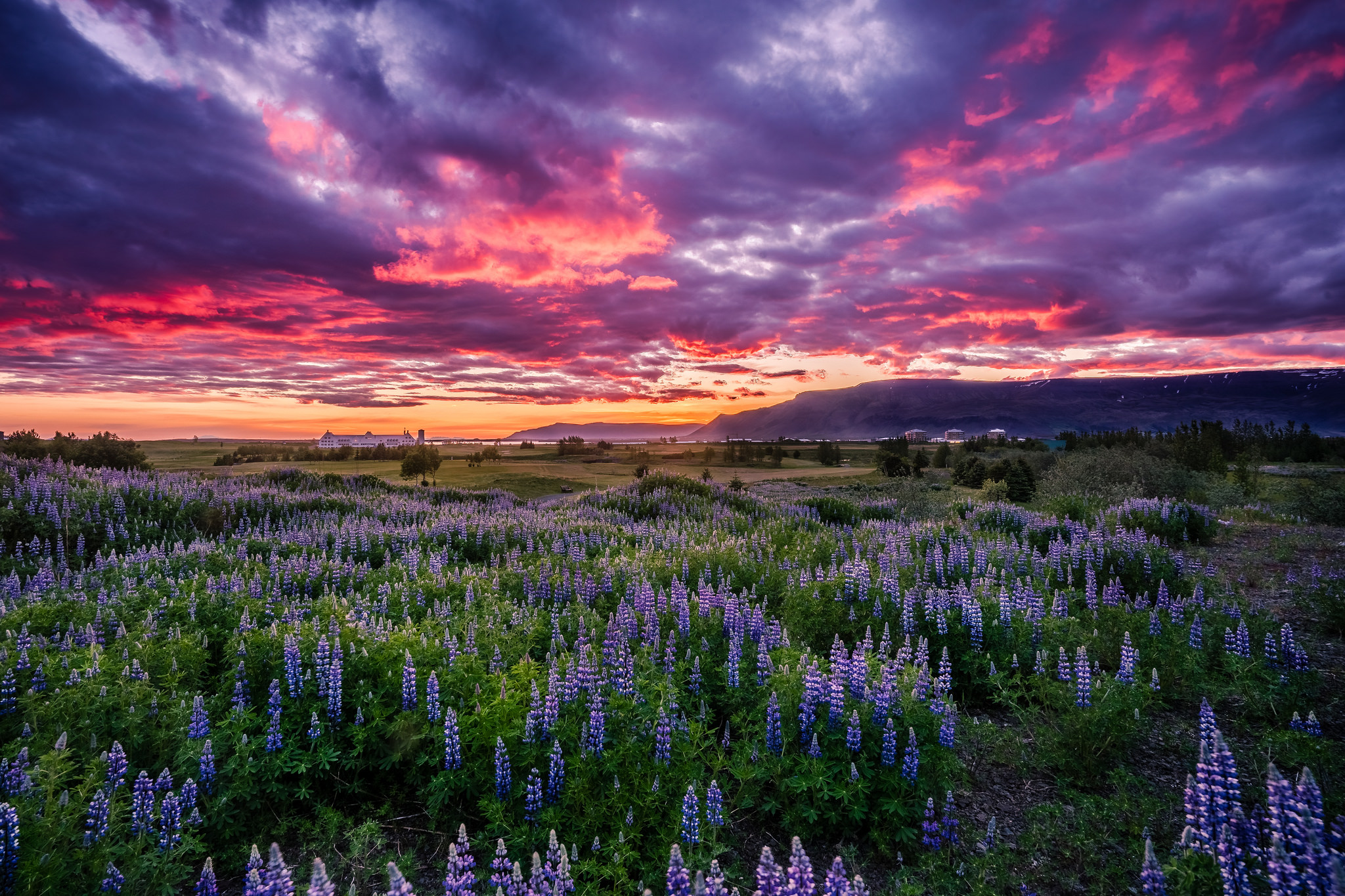 Люпиновые поля в Исландии фото