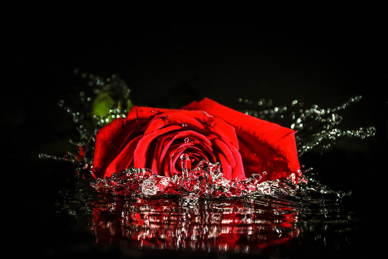 Обои роза жидкость вода на рабочий стол