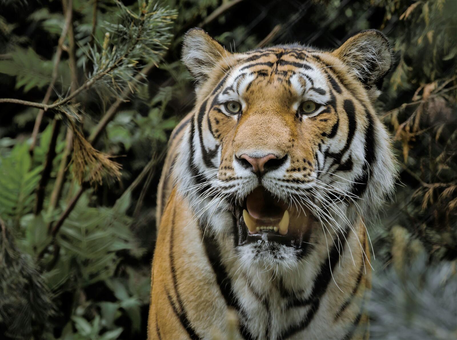 Wallpapers big cat face tiger on the desktop