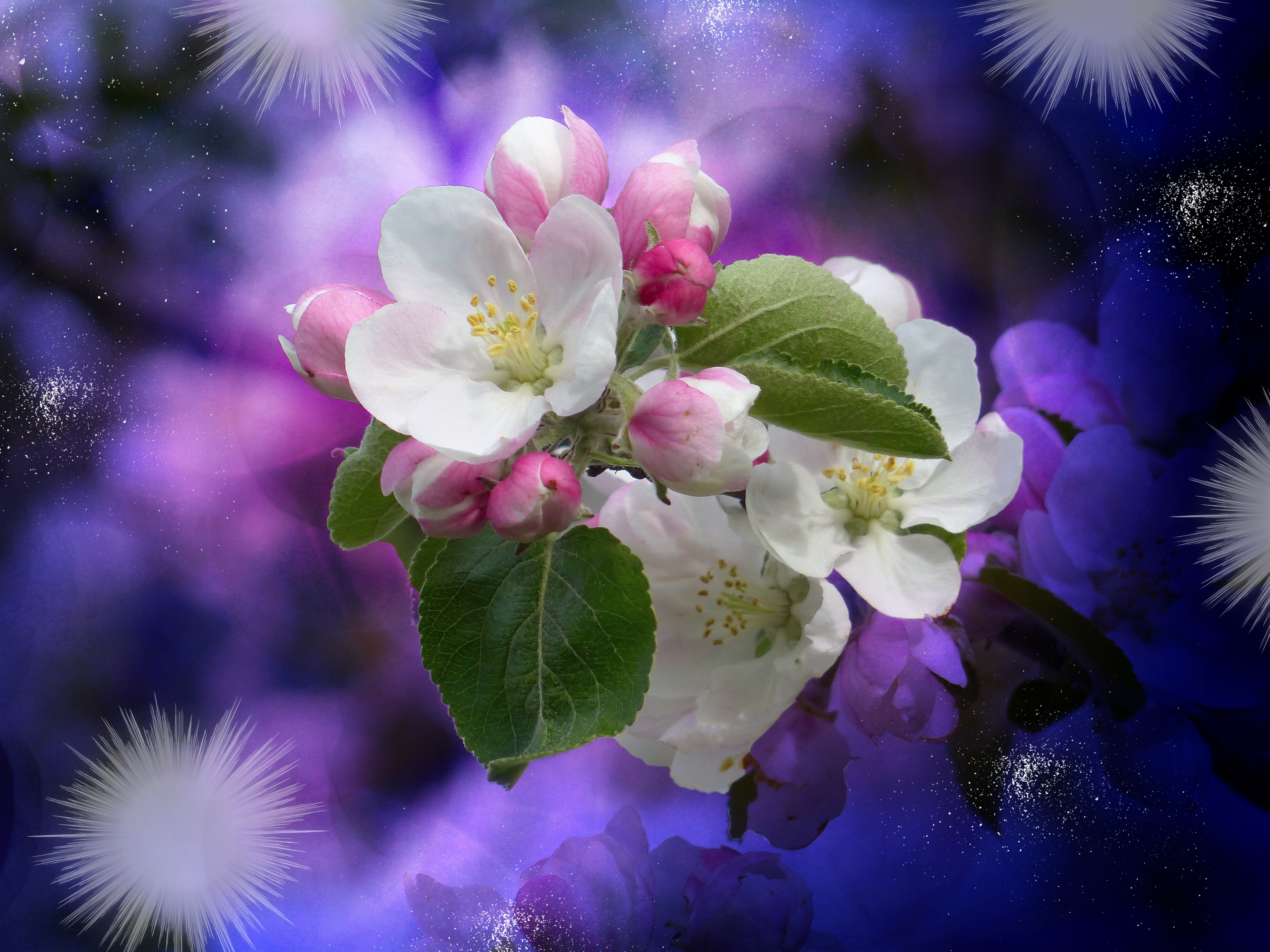 Free photo The Apple trees in bloom