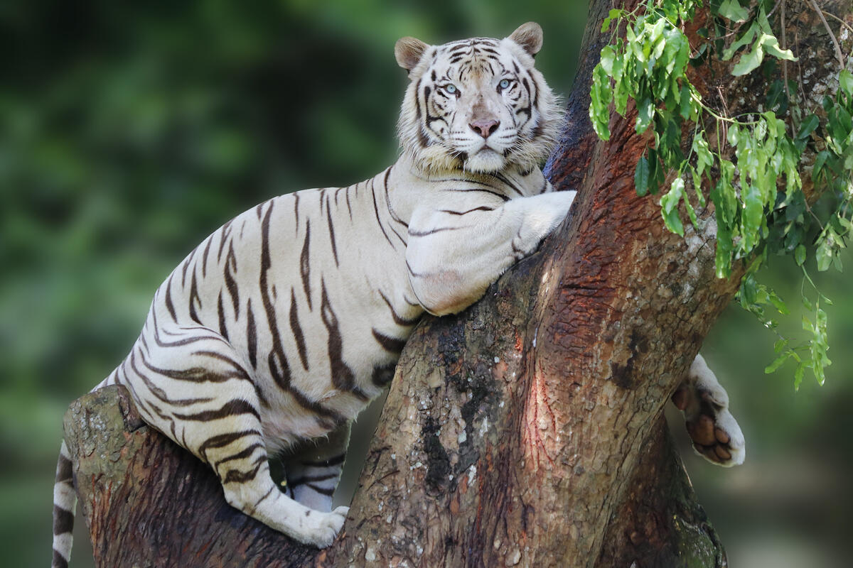 Белый тигр на дереве