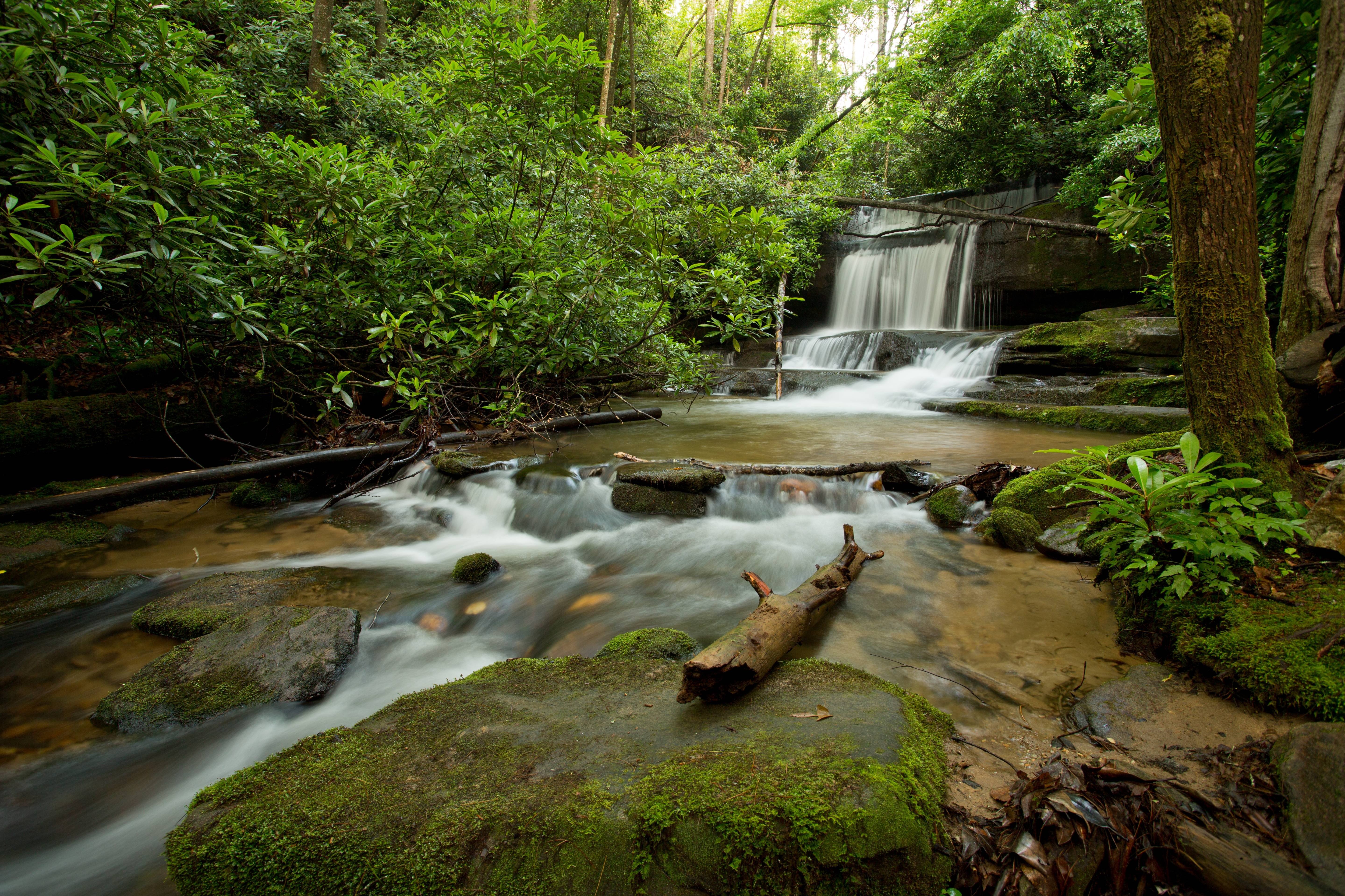 免费照片在森林中的溪流与激流