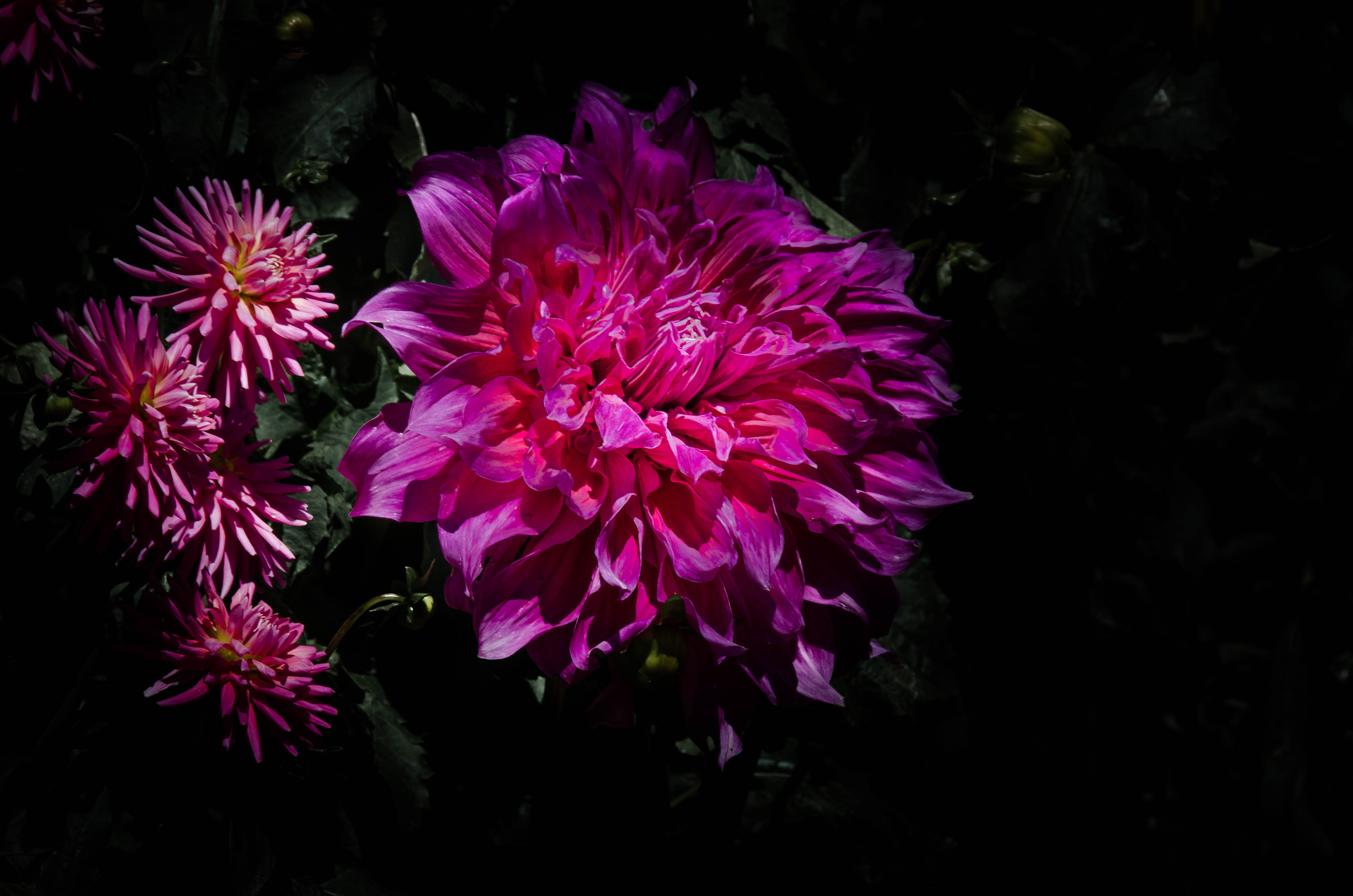 Фото бесплатно георгины, флора, Dahlia