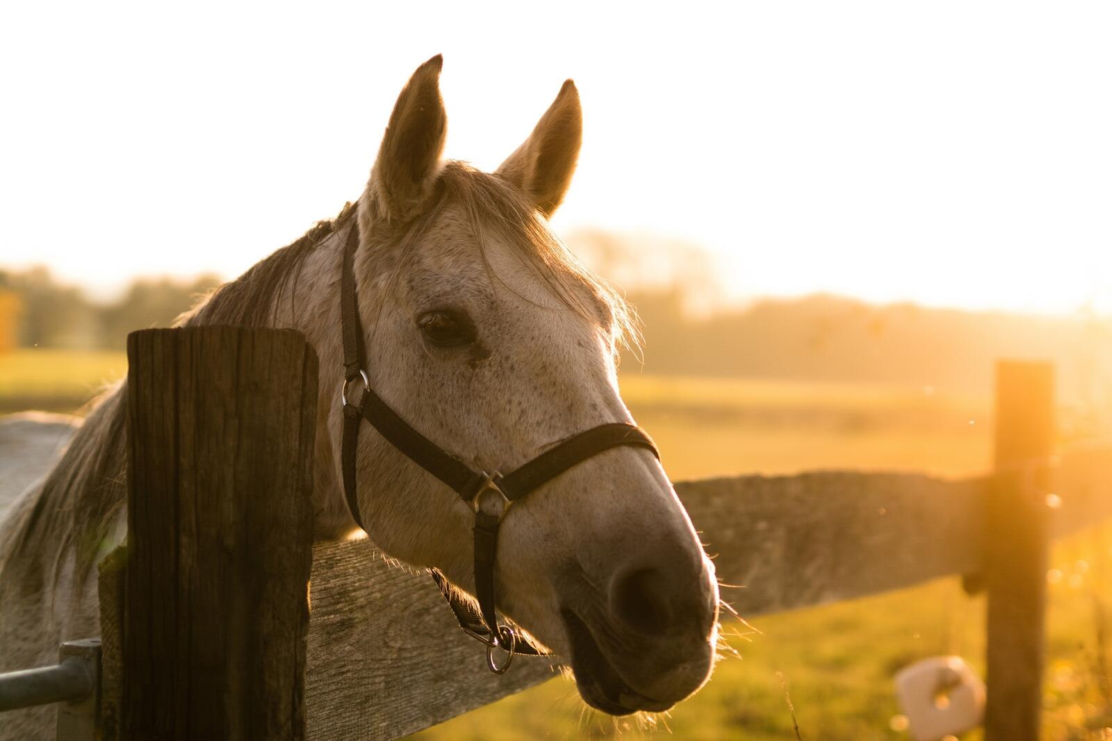 Обои лошадь конь солнечный свет на рабочий стол