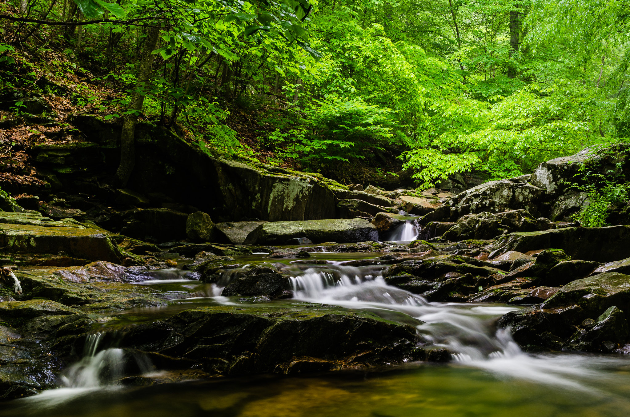 Wallpapers Patapsco Valley State Park forest river on the desktop