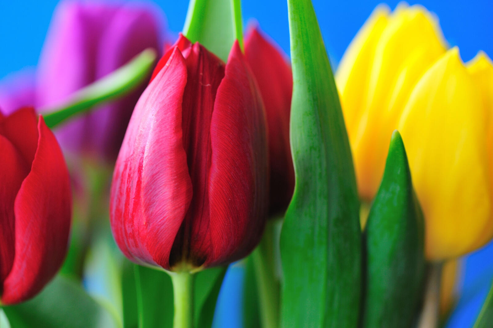 Бесплатное фото Самые красивые тюльпаны