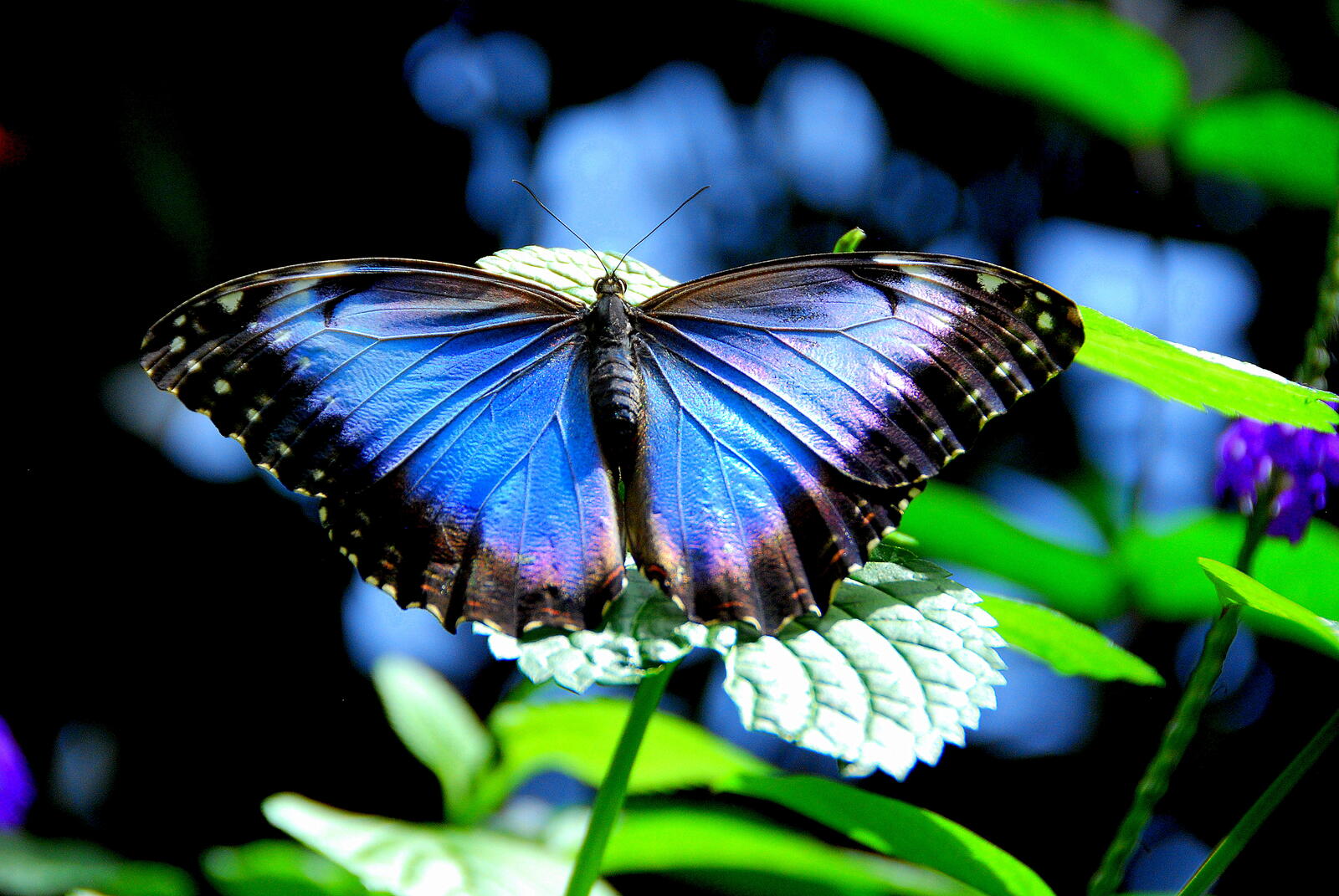 Бесплатное фото Цветок и бабочка